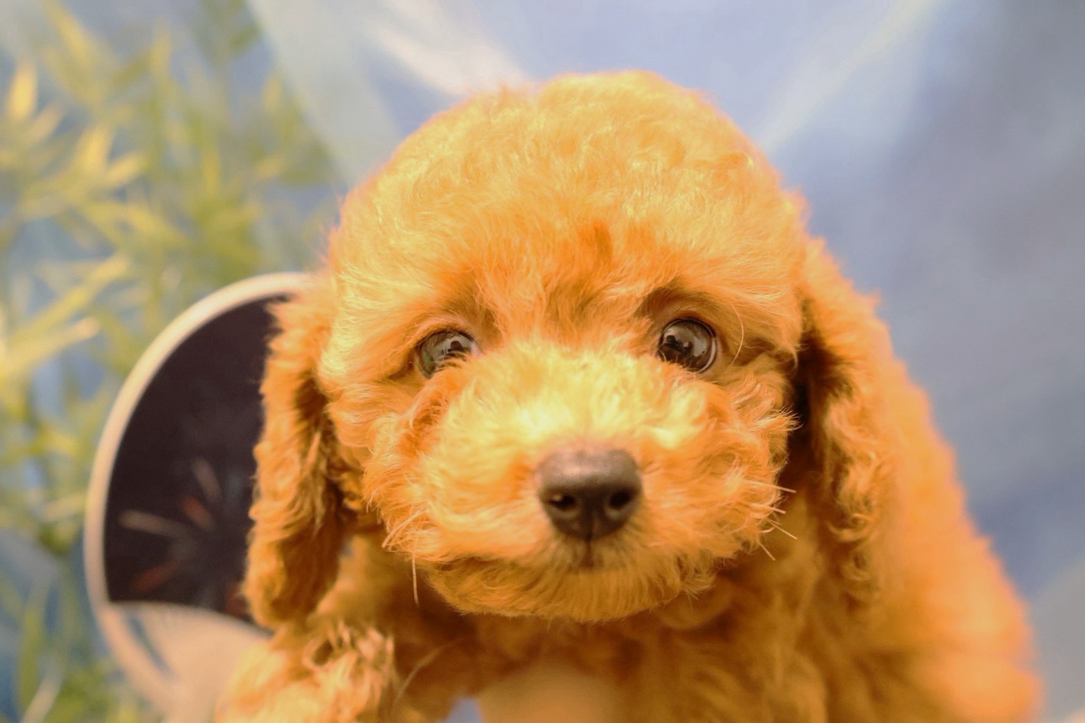 トイプードル レッドの子犬｜福岡 |ペットアミ筑後店