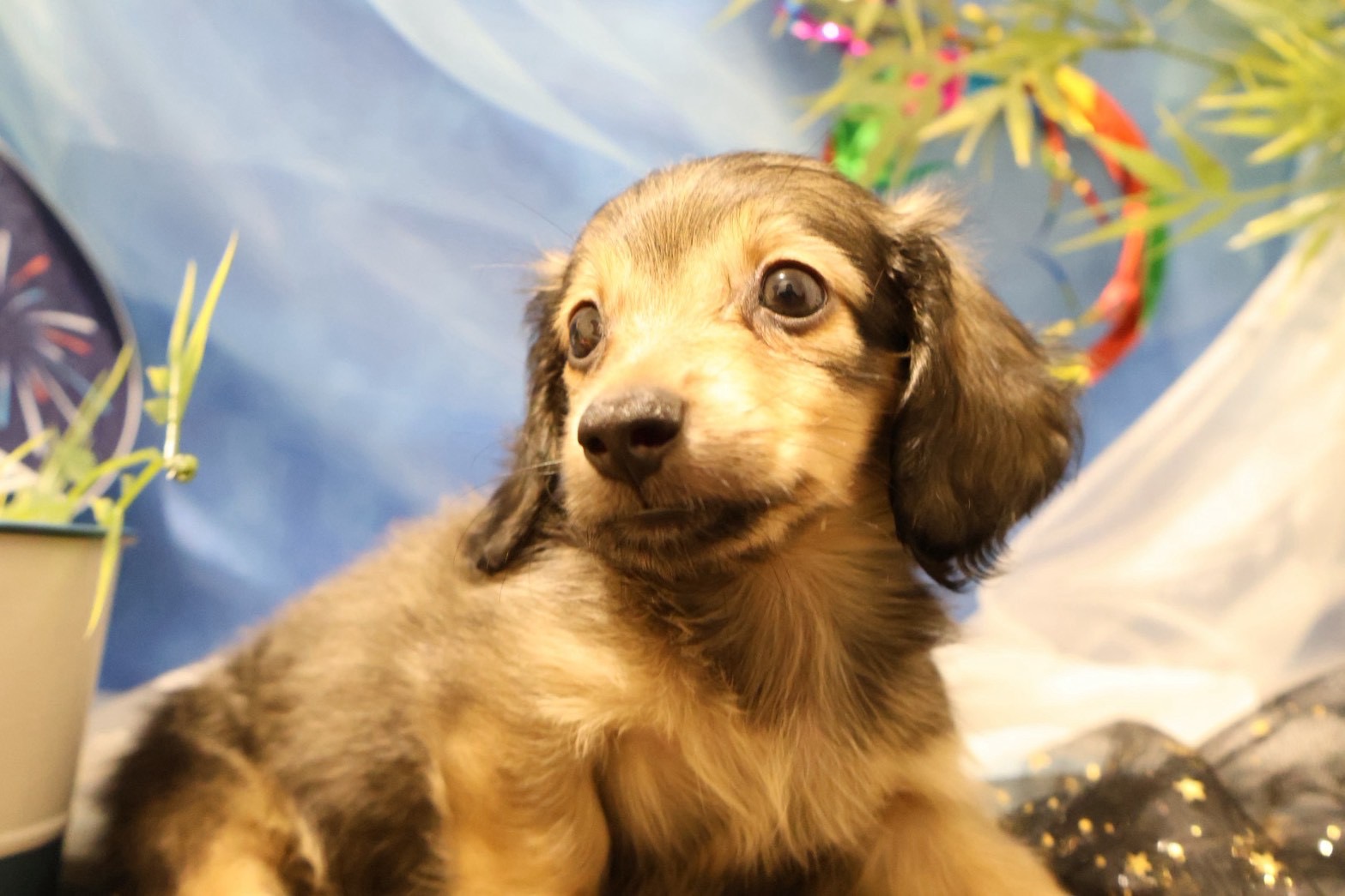 カニンヘンダックスフンド シェーテッドイエローの子犬｜福岡 |ペッツメイトイオン小郡店