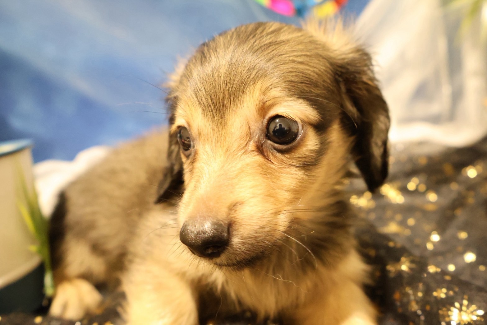 カニンヘンダックスフンド シェーテッドイエローの子犬｜福岡 |ペッツメイトイオン小郡店