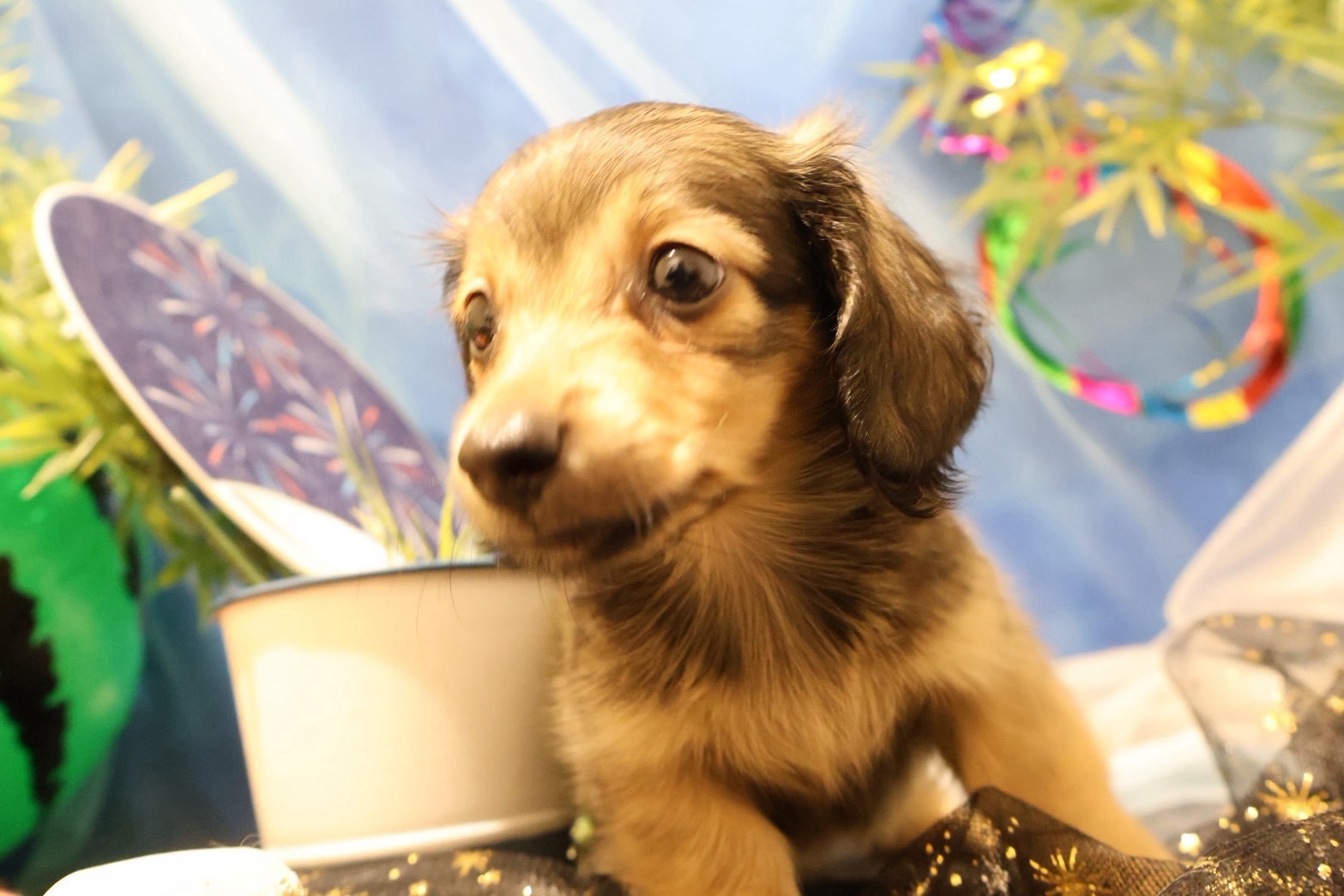 カニンヘンダックスフンド シェーテッドイエローの子犬｜福岡 |ペッツメイトイオン小郡店