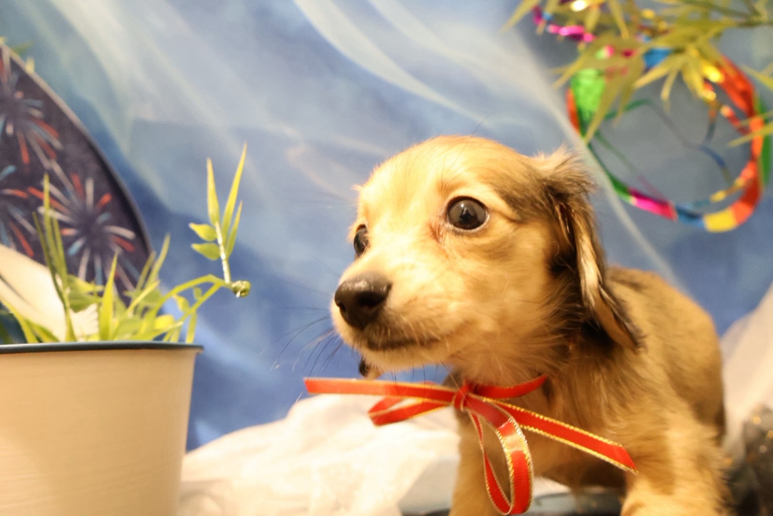 カニンヘンダックスフンド シェーテッドイエローの子犬｜福岡 |ペッツメイトイオン小郡店