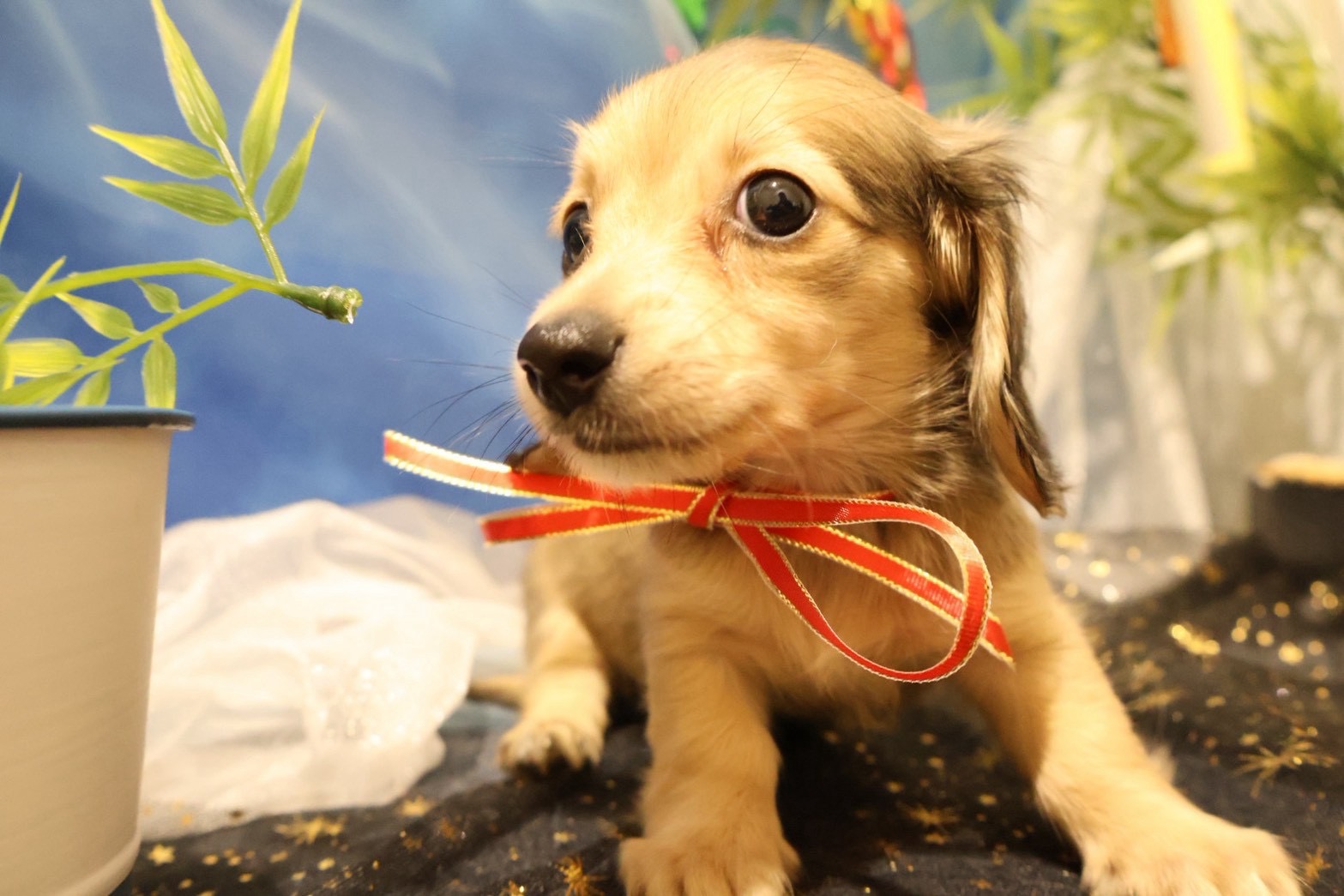 カニンヘンダックスフンド シェーテッドイエローの子犬｜福岡 |ペッツメイトイオン小郡店