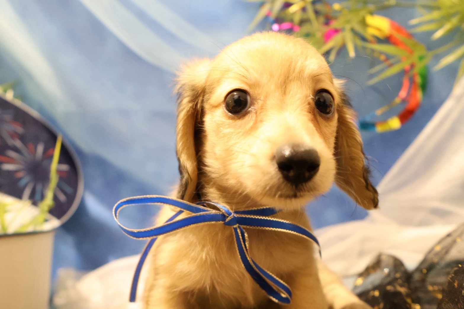 カニンヘンダックスフンド シェーテッドイエローの子犬｜福岡 | ペッツメイト天神大名店