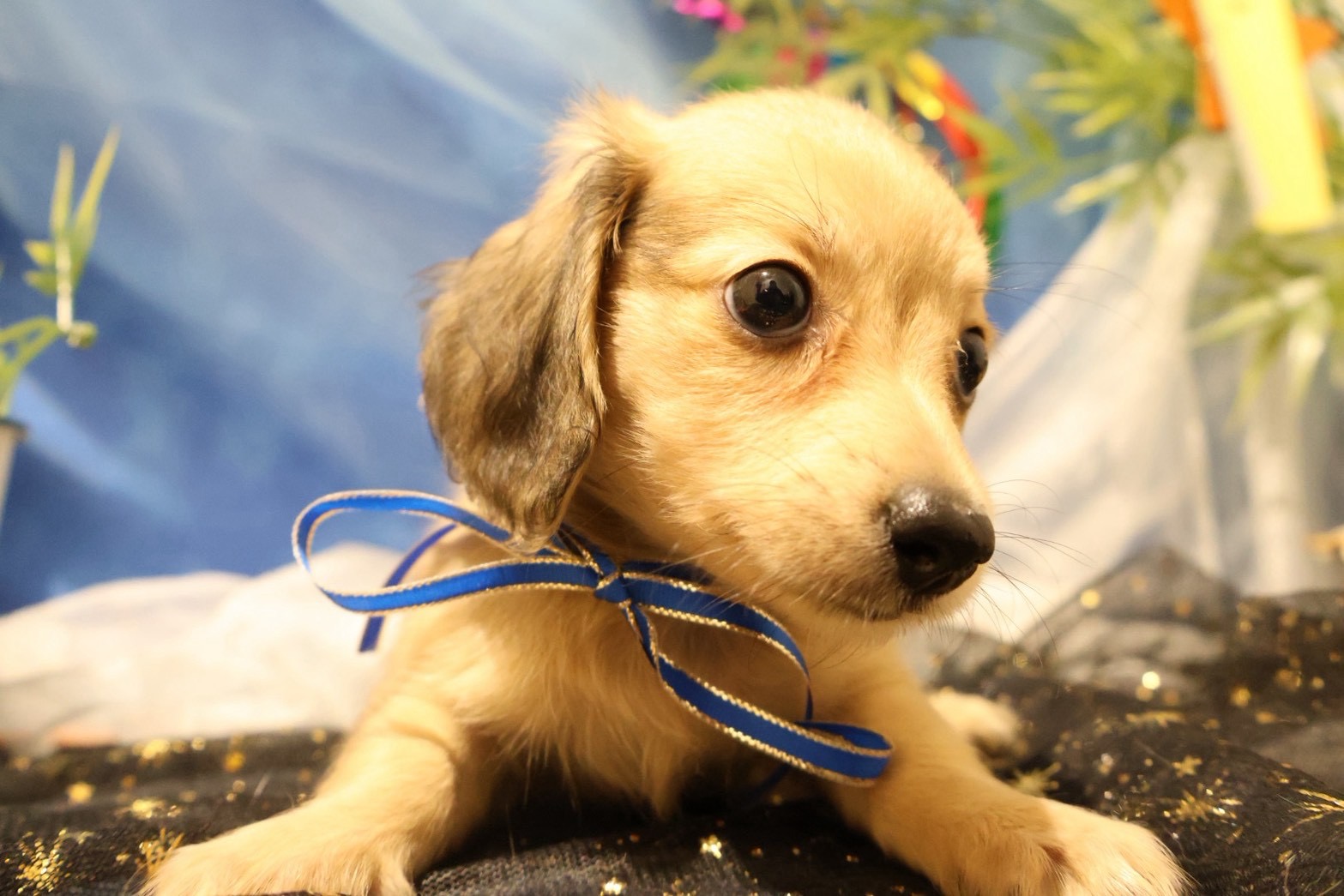カニンヘンダックスフンド シェーテッドイエローの子犬｜福岡 | ペッツメイト天神大名店