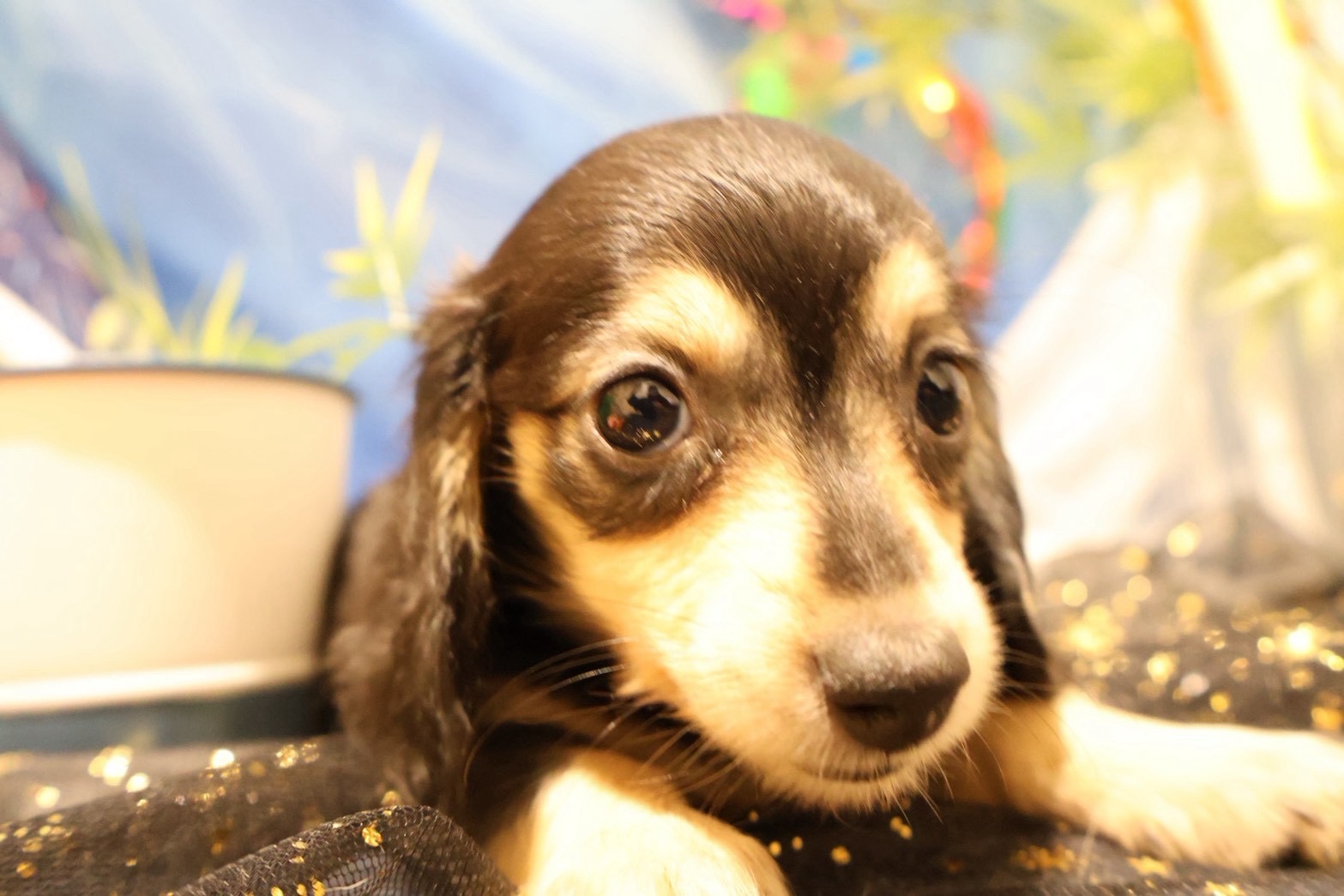 カニンヘンダックスフンド ブラックイエローの子犬｜福岡 |ペッツメイトイオン乙金店