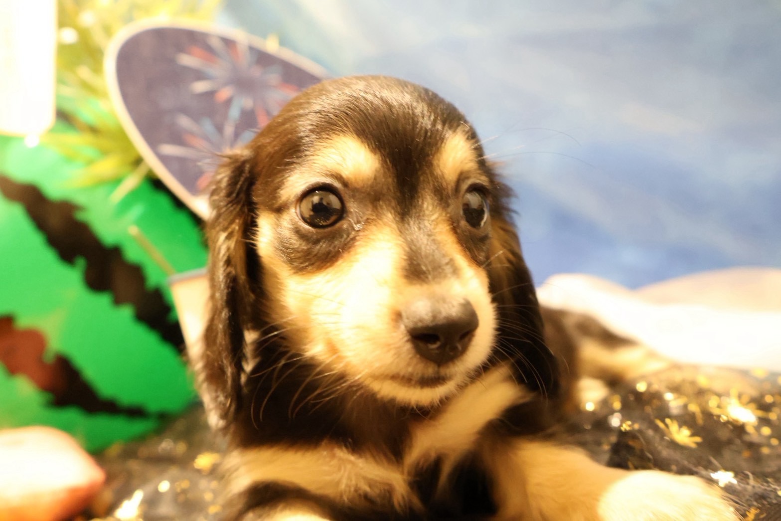 カニンヘンダックスフンド ブラックイエローの子犬｜福岡 |ペッツメイトイオン乙金店