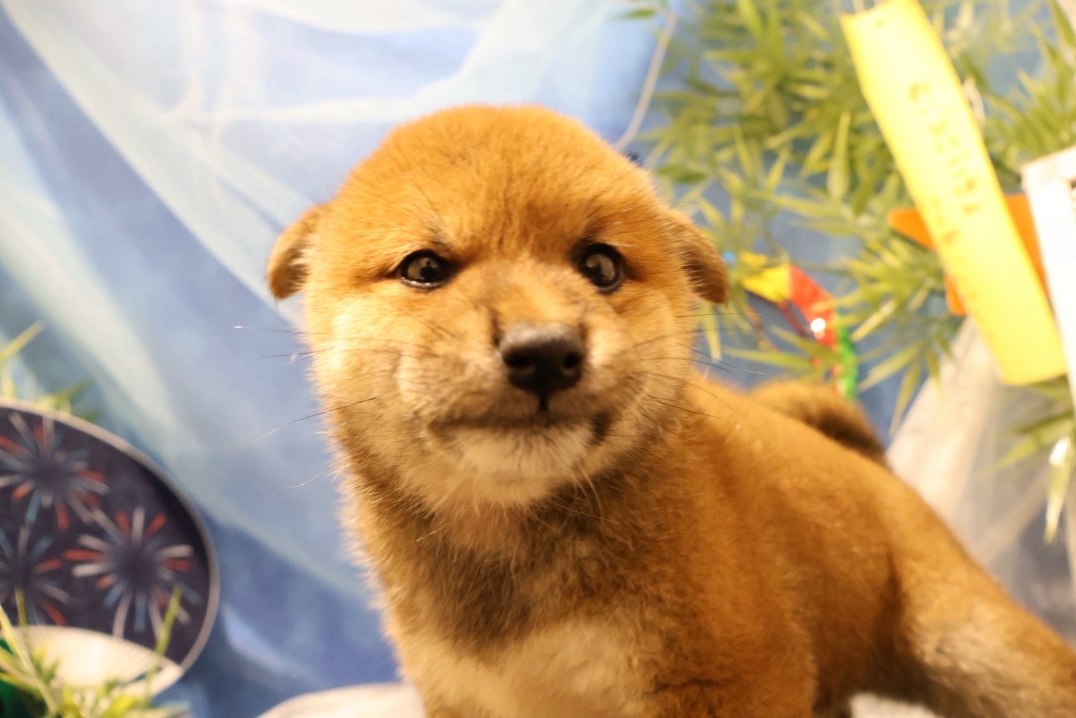柴犬 赤の子犬｜福岡 |ペッツメイトイオン小郡店