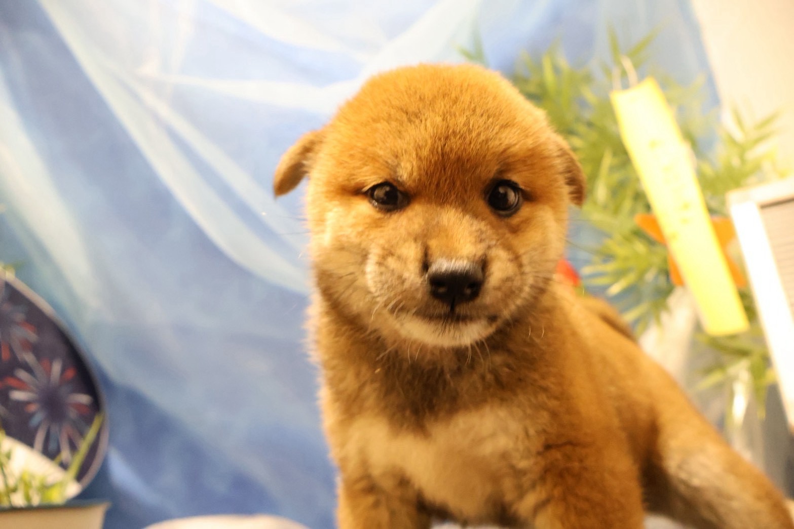 柴犬 赤の子犬｜福岡 |ペッツメイトイオン小郡店