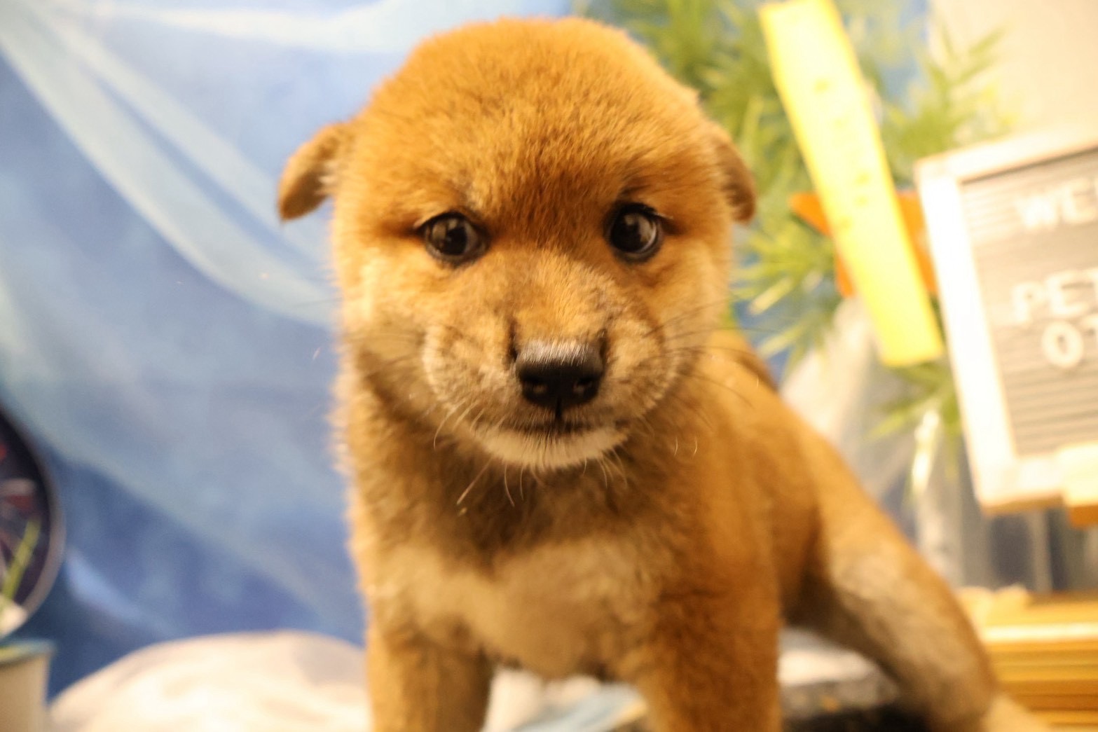 柴犬 赤の子犬｜福岡 |ペッツメイトイオン小郡店