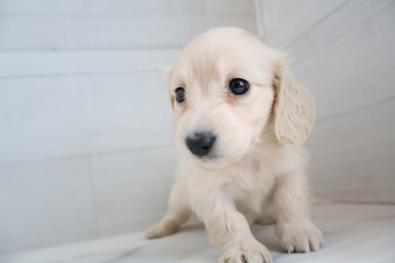 ミニチュアダックスフンド イエローの子犬｜宮崎 | ペッツメイト宮交シティ店