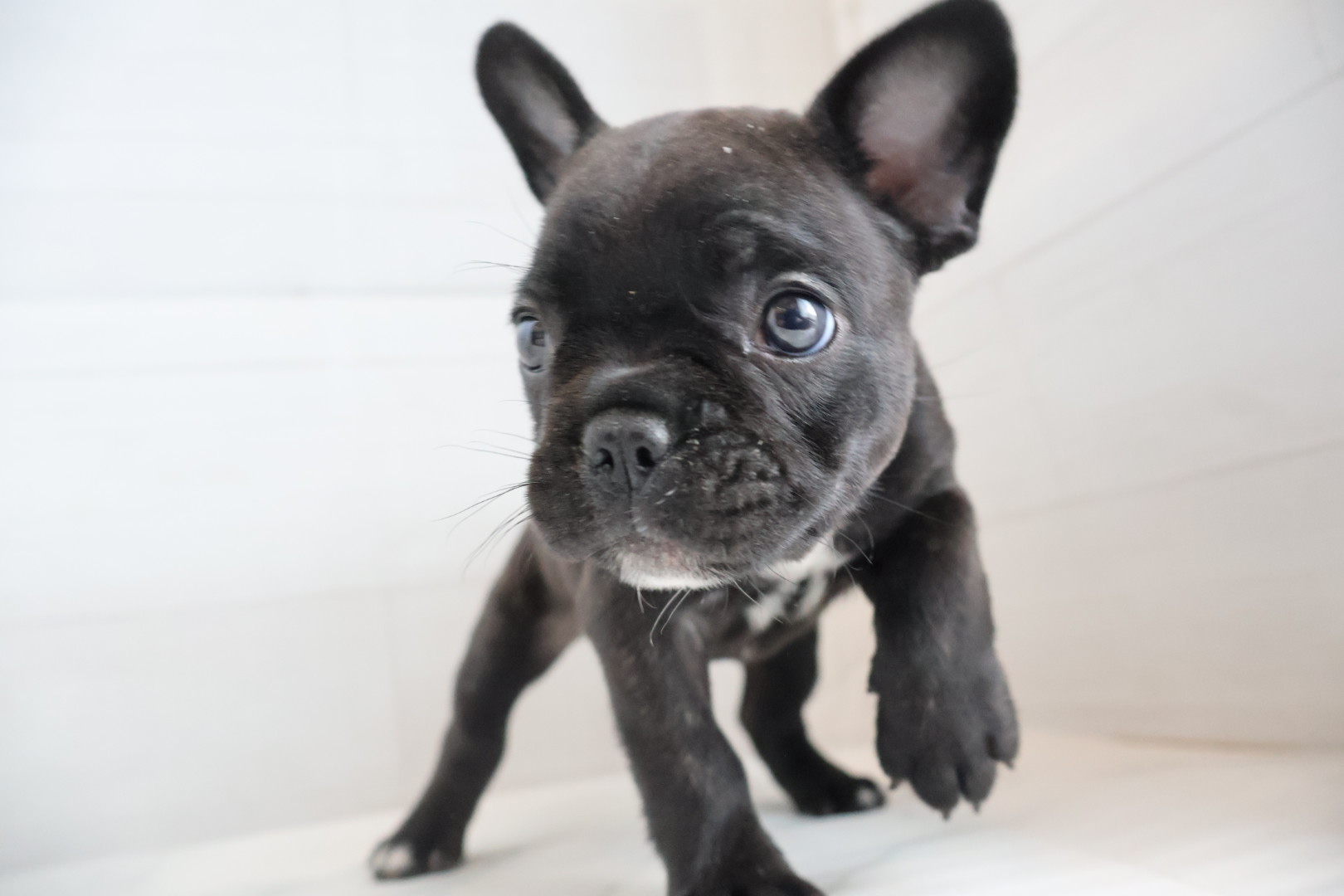 フレンチブルドッグ ブリンドルの子犬｜宮崎 | ペッツメイト宮交シティ店