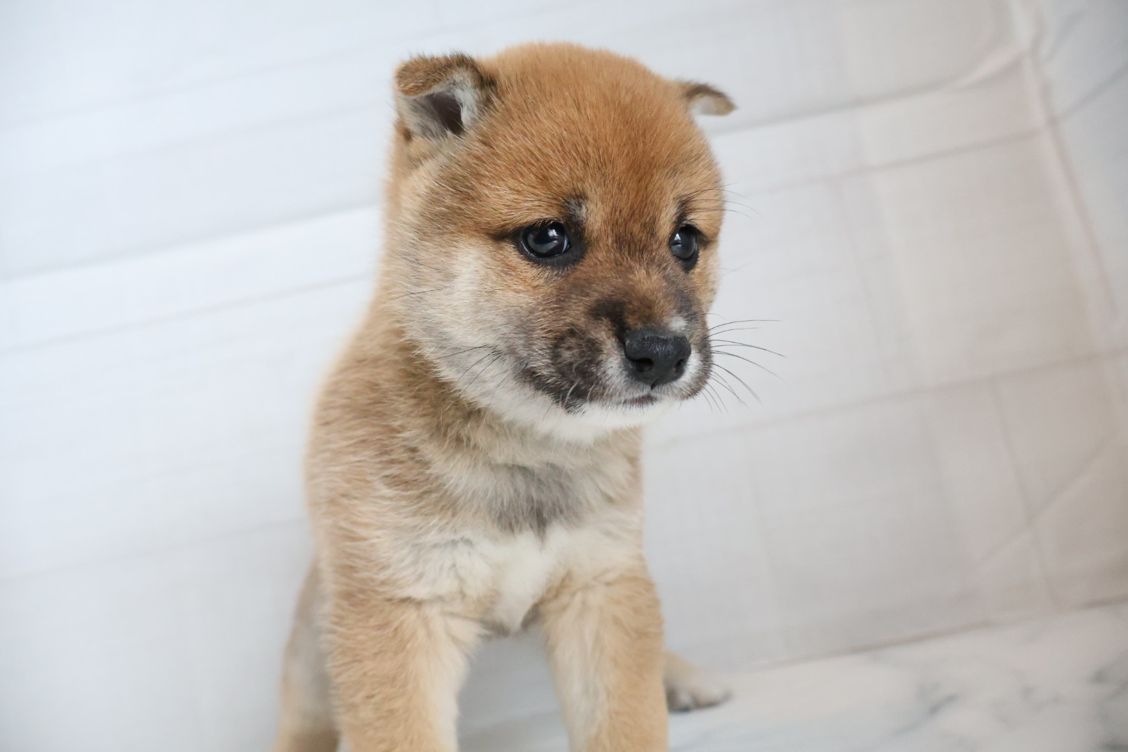 豆柴 赤の子犬｜佐賀 | ペッツメイトモラージュ佐賀店