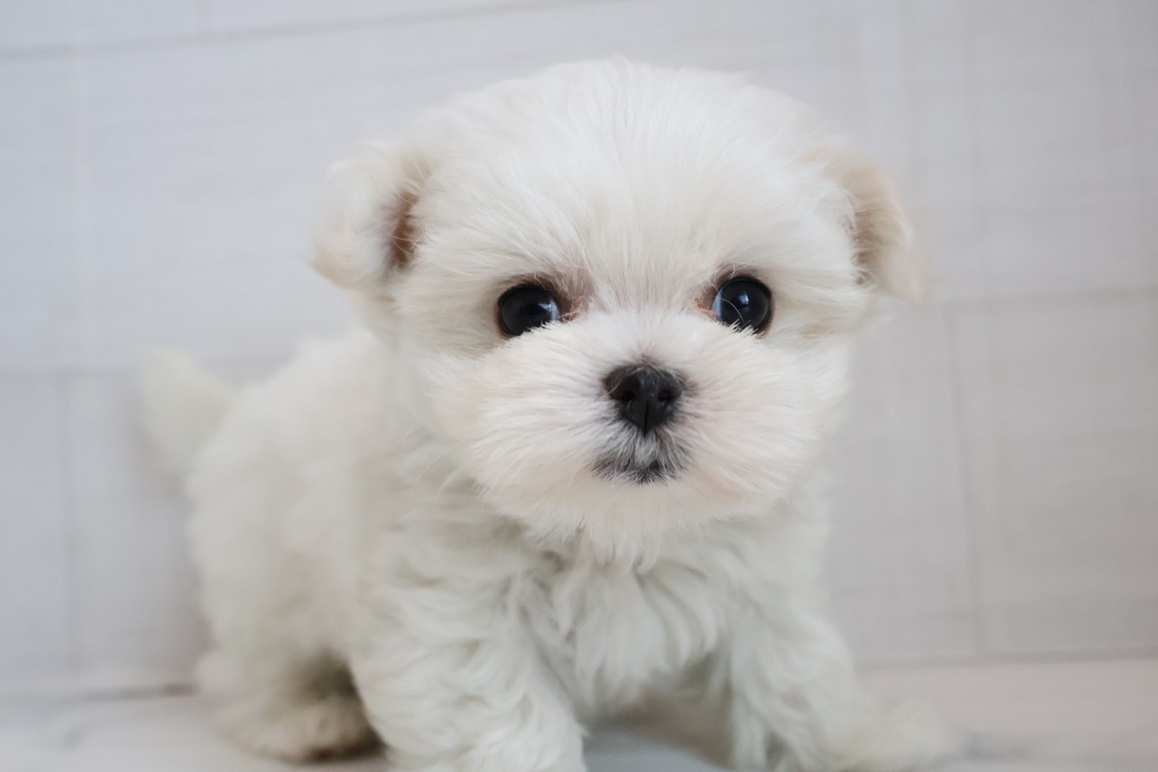 マルチーズ ホワイトの子犬｜福岡 |ペッツメイトイオン乙金店