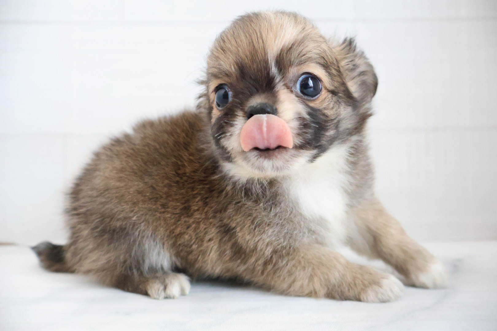 ロングコートチワワ フォーンホワイトの子犬｜福岡 |ペットアミ須恵店