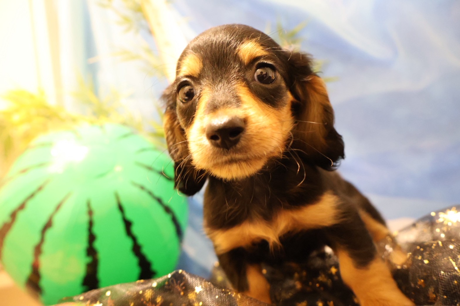 ミニチュアダックスフンド ブラックタンの子犬｜福岡 |ペットアミ須恵店