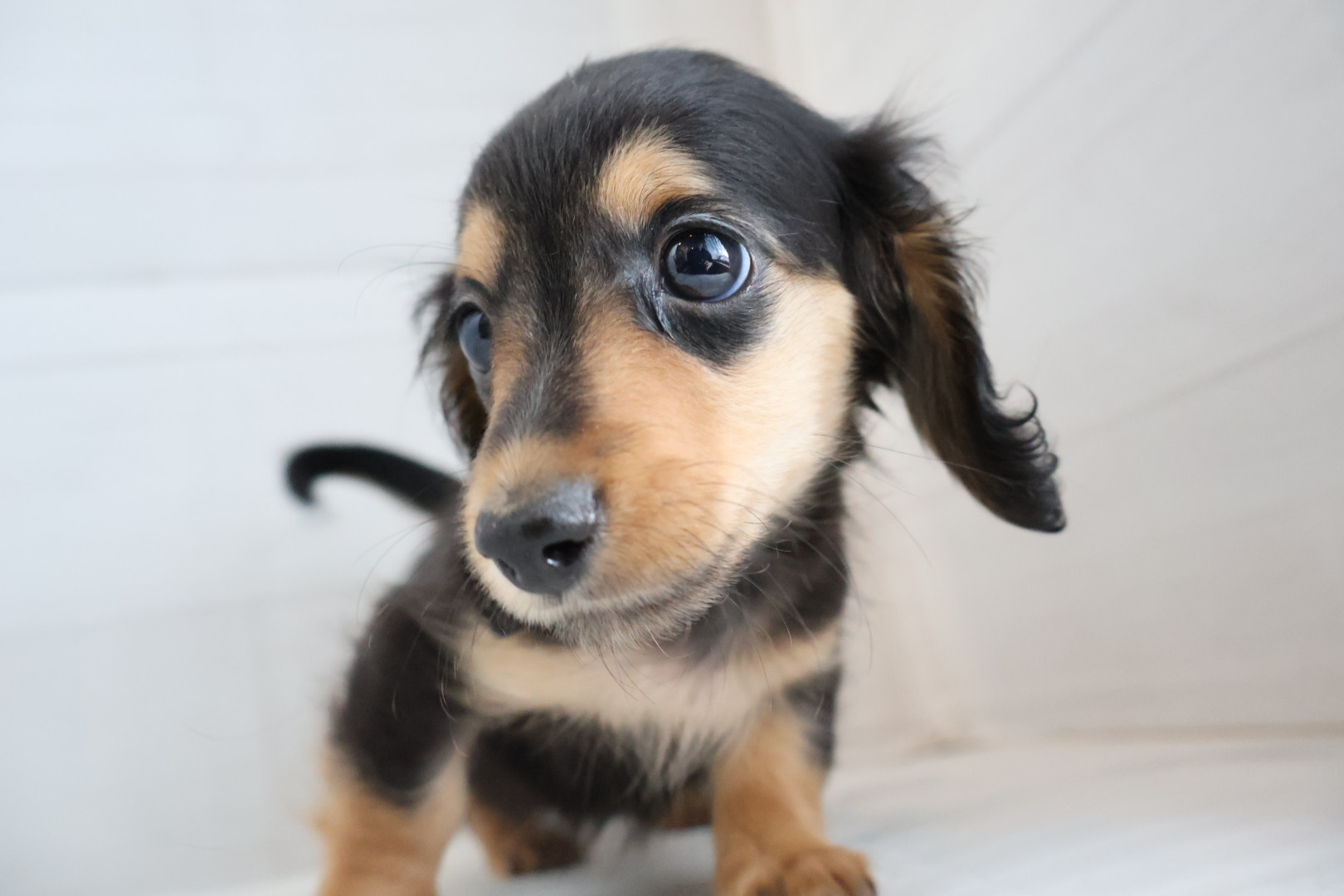 ミニチュアダックスフンド ブラックタンの子犬｜佐賀 | ペッツメイトモラージュ佐賀店