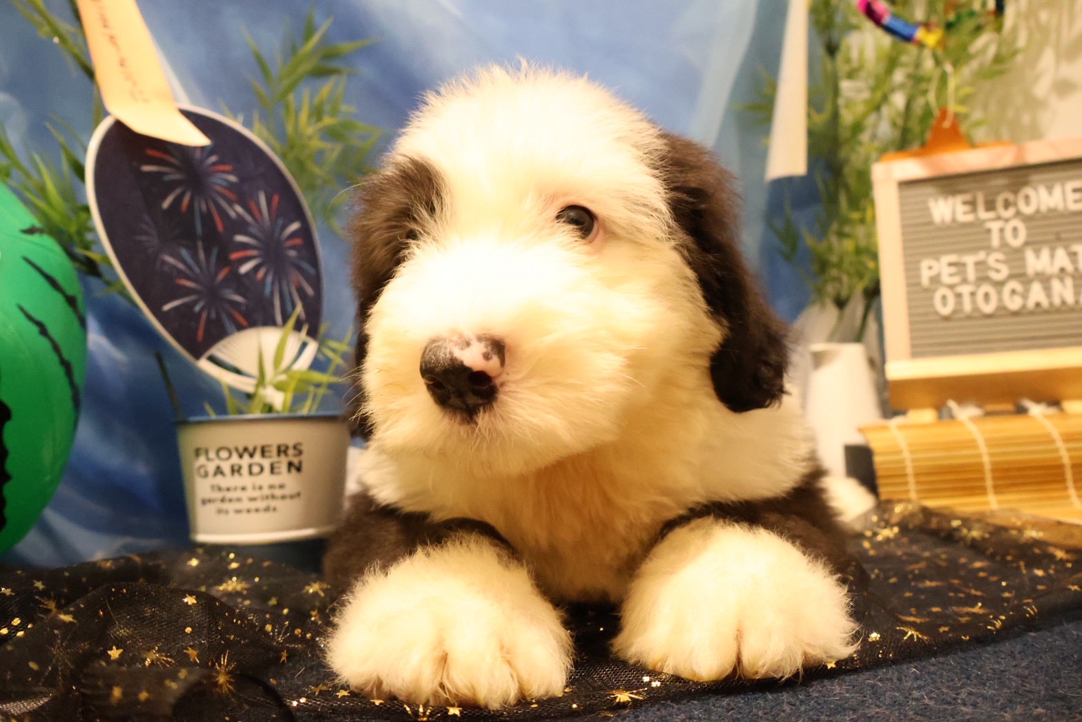 オールド・イングリッシュ・シープドッグ グレーホワイトの子犬｜佐賀 |ペッツメイト佐賀店