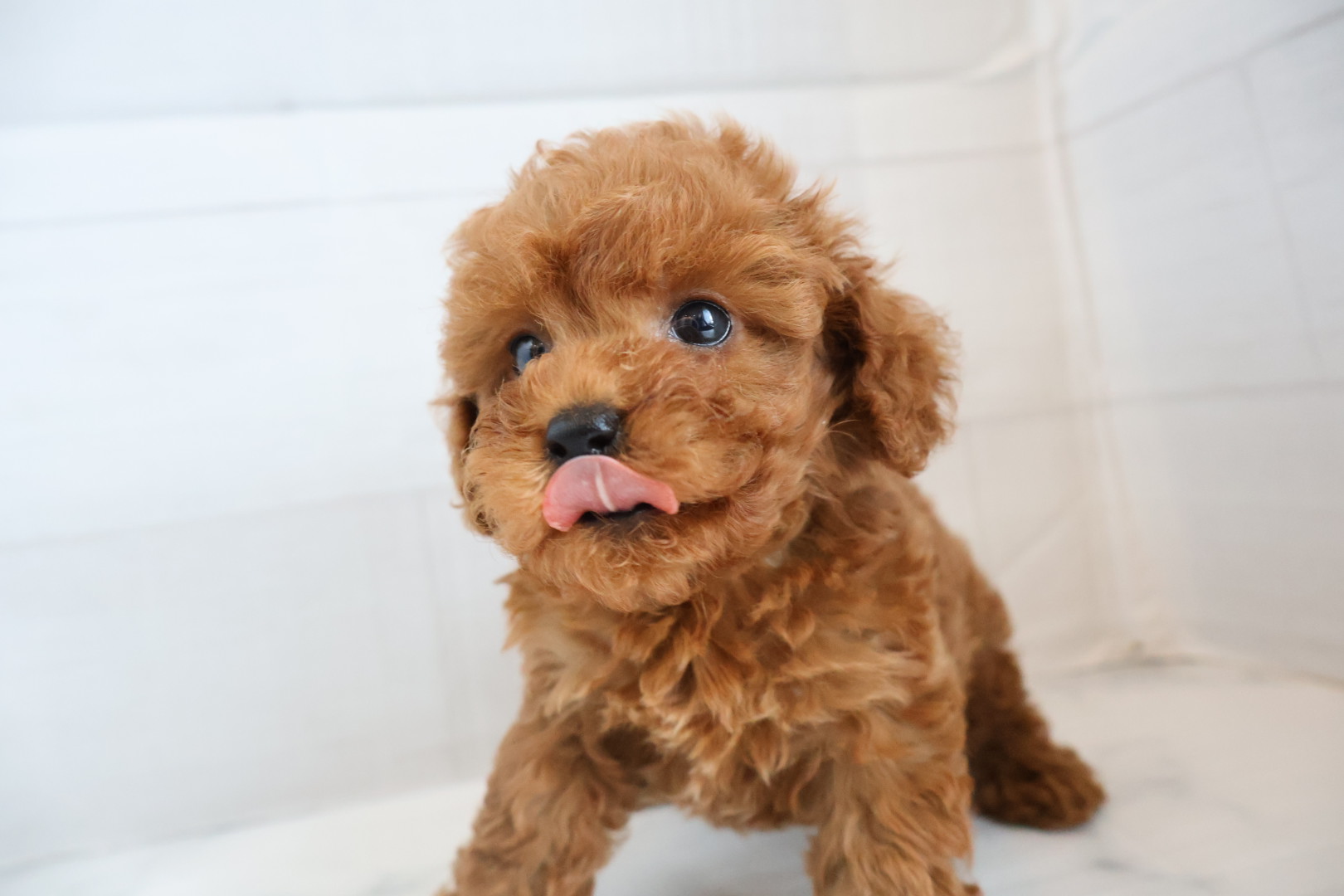 トイプードル レッドの子犬｜佐賀 |ペッツメイト佐賀店