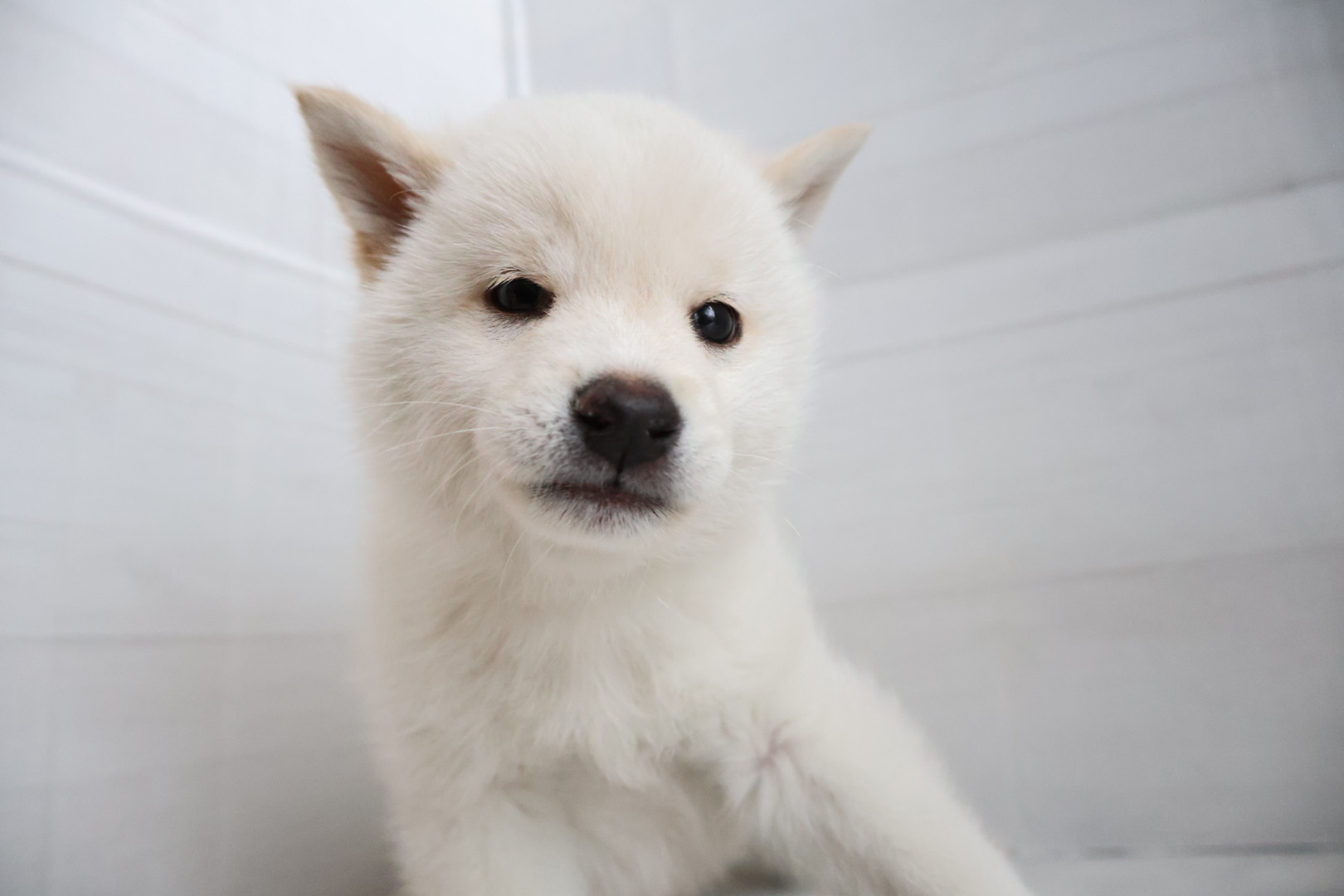 豆柴 白の子犬｜佐賀 | ペッツメイトモラージュ佐賀店