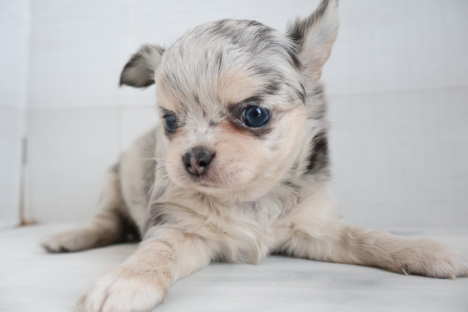 ロングコートチワワ ブルーマールの子犬｜福岡 |ペッツメイトイオン乙金店