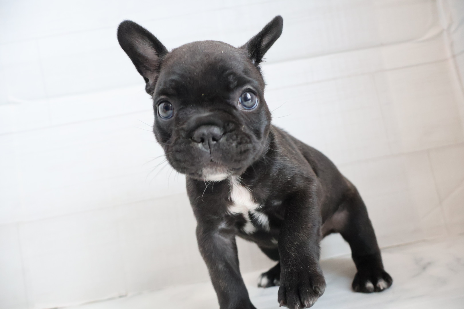 フレンチブルドッグ ブリンドルの子犬｜宮崎 | ペッツメイト宮交シティ店