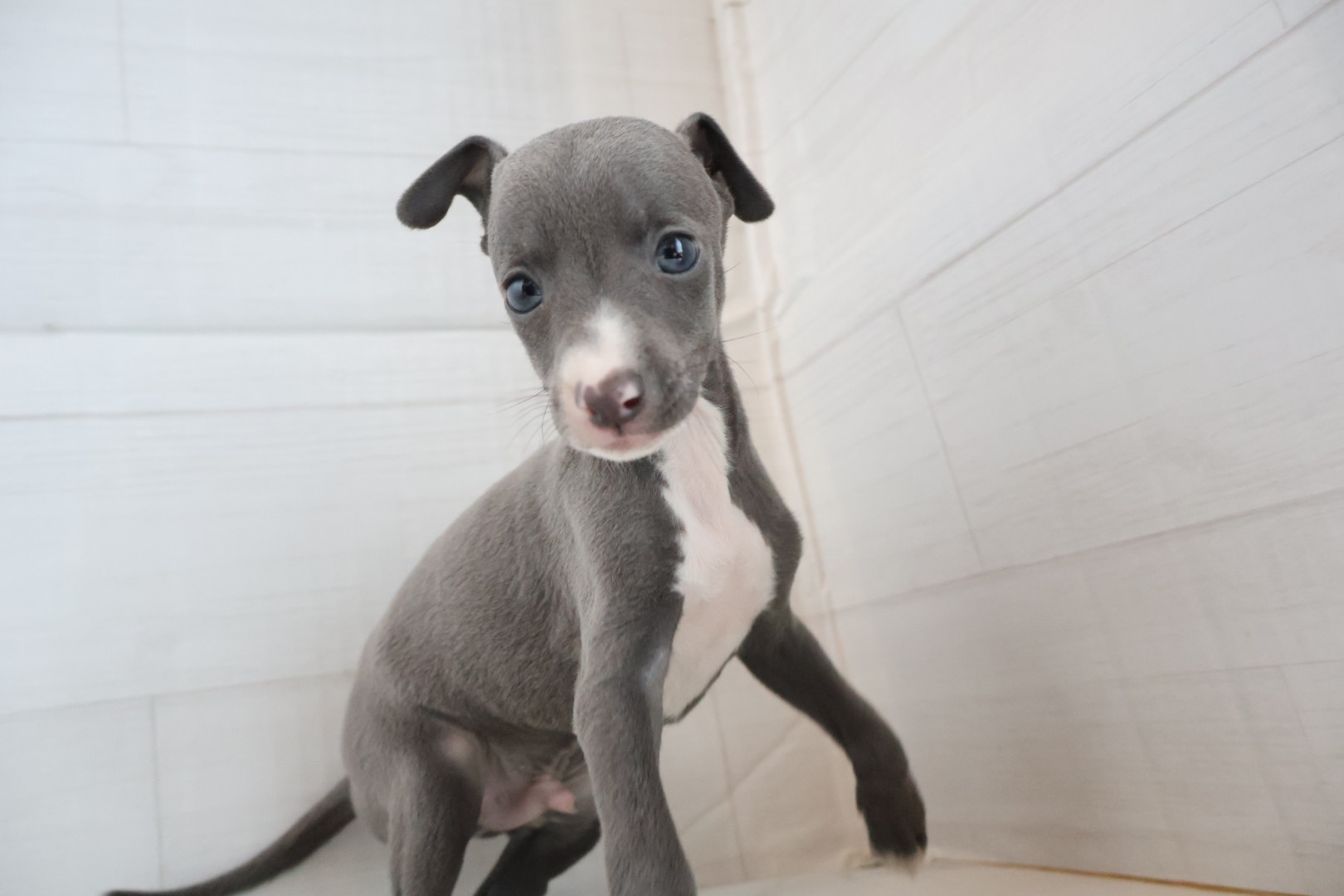 イタリアングレーハウンド ブルーホワイトの子犬｜福岡 | ペッツメイト天神大名店