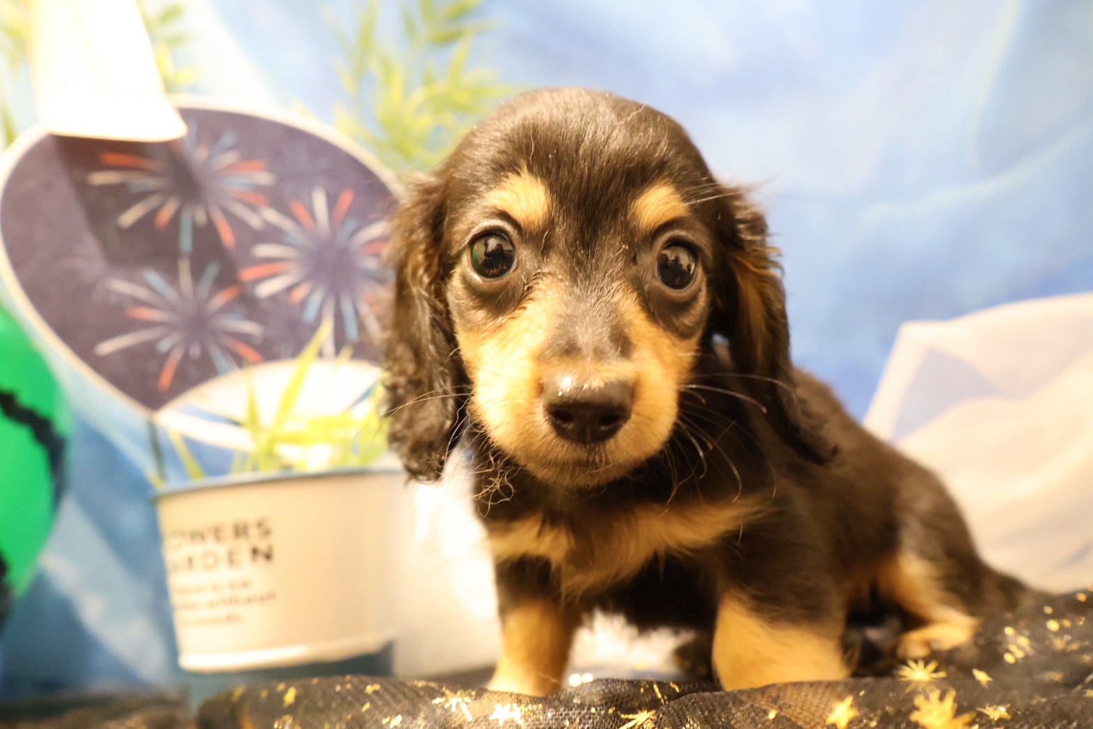 ミニチュアダックスフンド ブラックタンの子犬｜佐賀 |ペッツメイト佐賀店