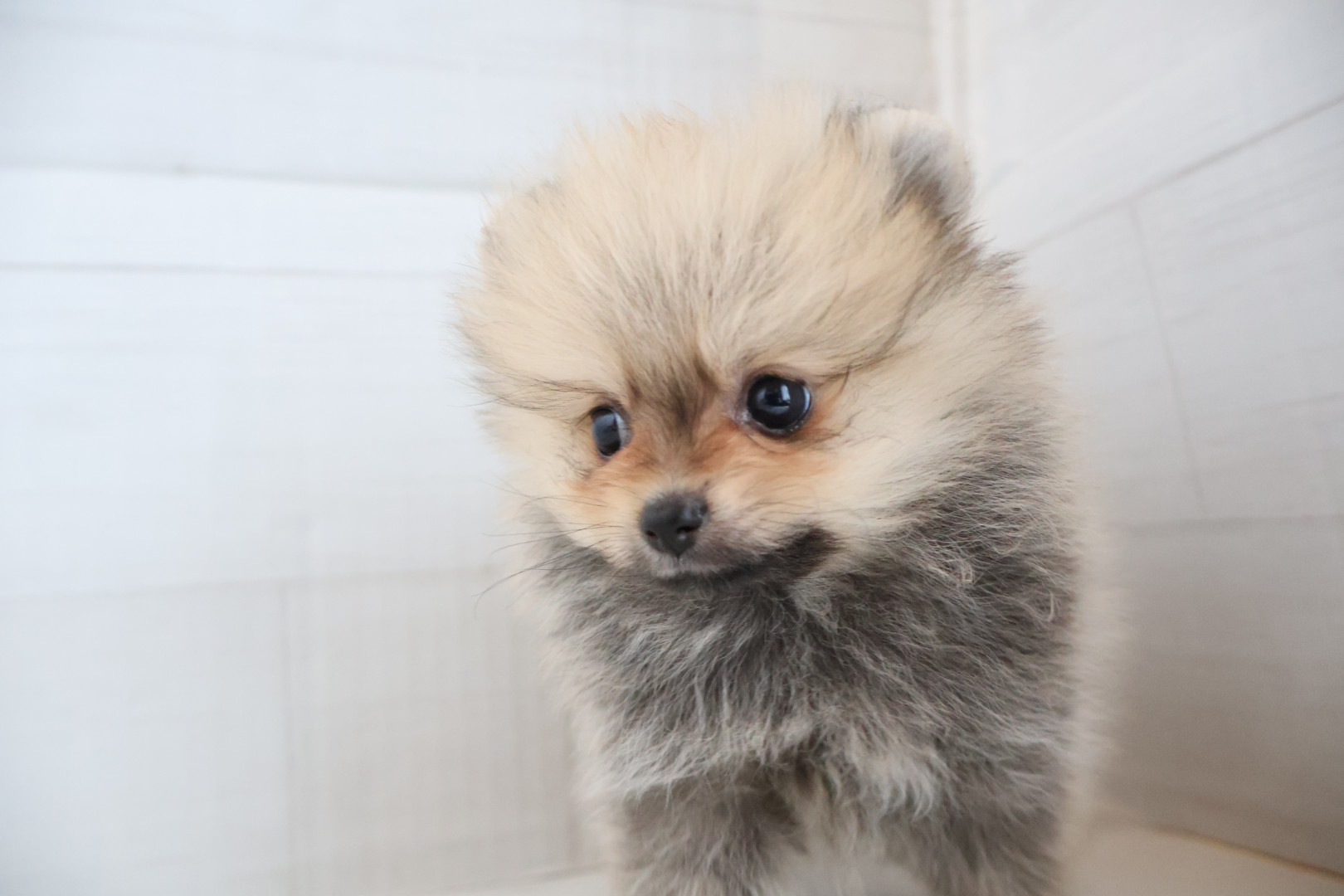 ポメラニアン ウルフセーブルの子犬｜福岡 | ペッツメイト天神大名店