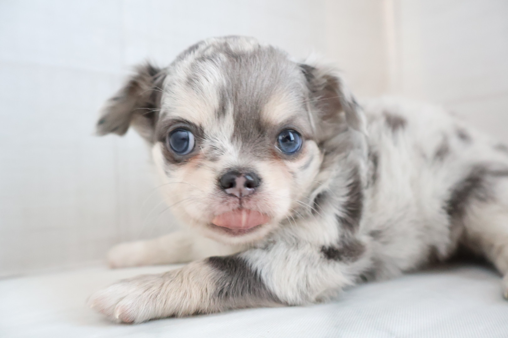 ロングコートチワワ ブルーマールの子犬｜福岡 |ペッツメイトイオン乙金店