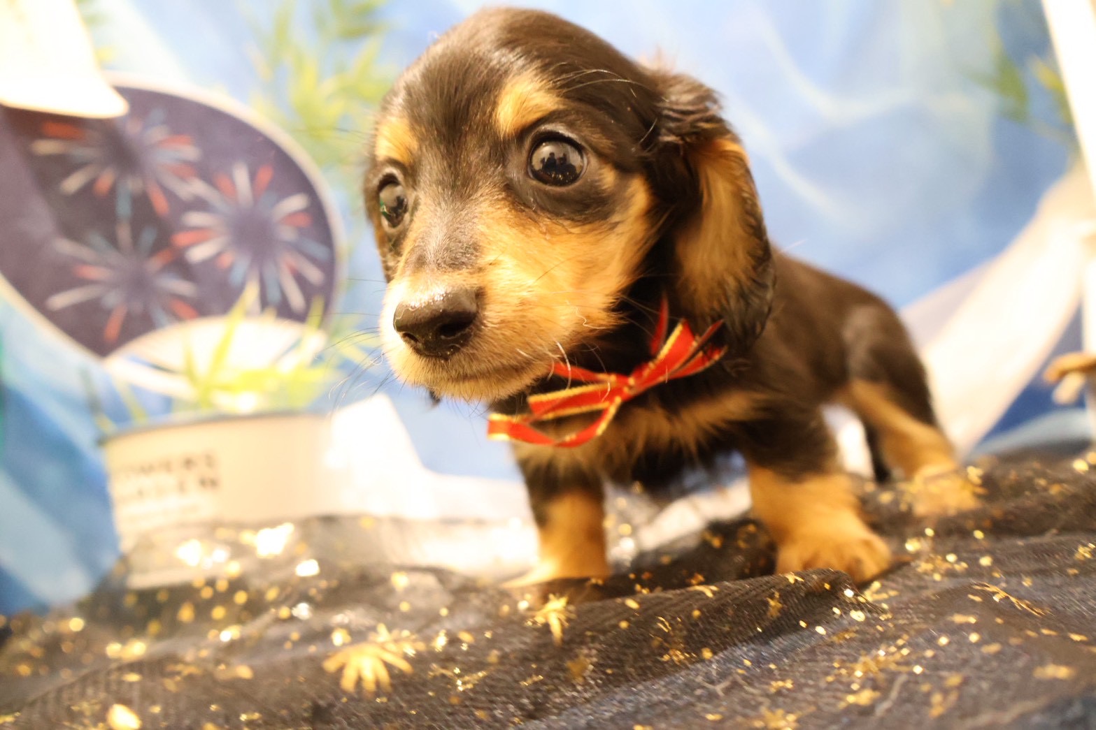 ミニチュアダックスフンド ブラックタンの子犬｜福岡 | ペッツメイト天神大名店