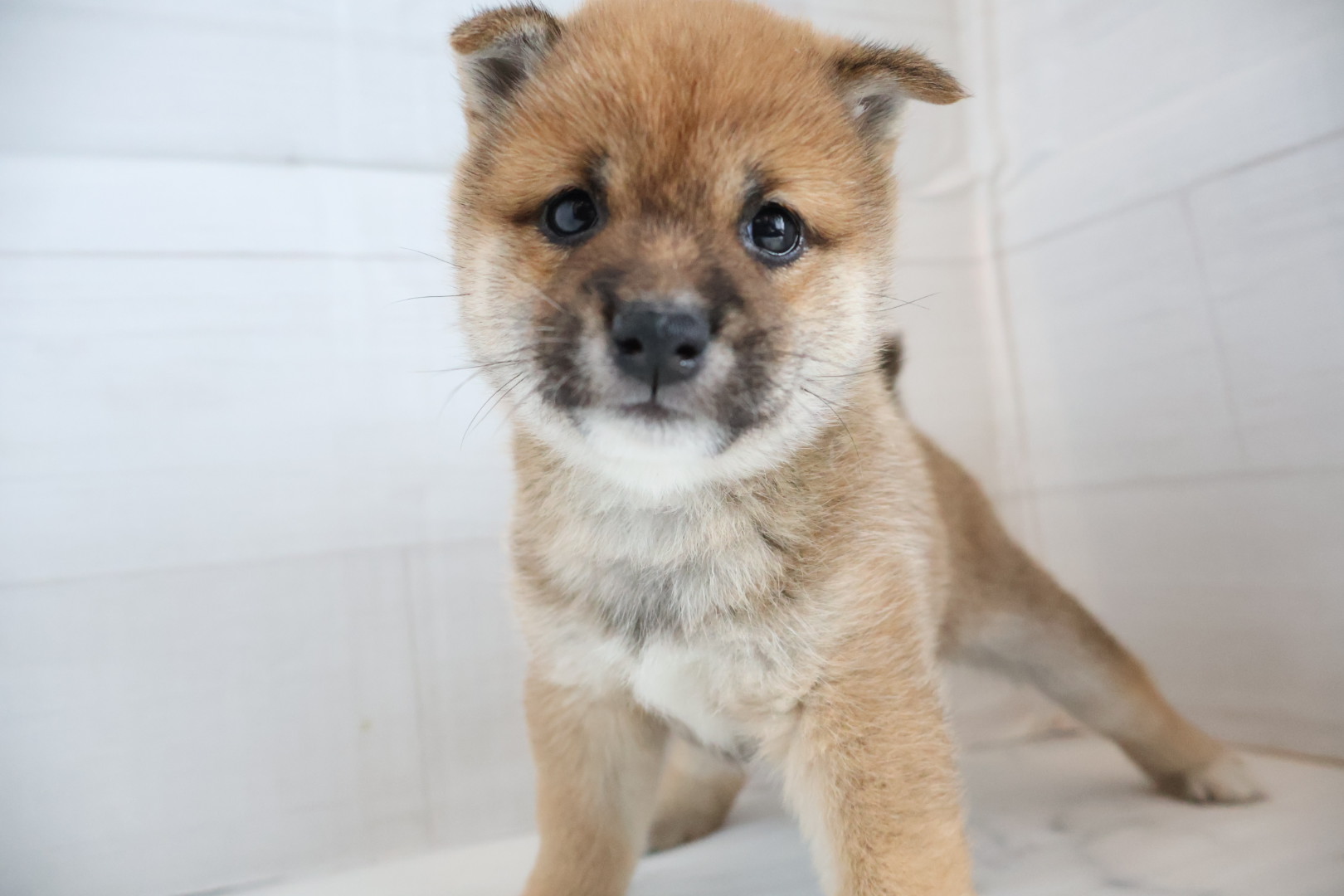 豆柴 赤の子犬｜佐賀 | ペッツメイトモラージュ佐賀店