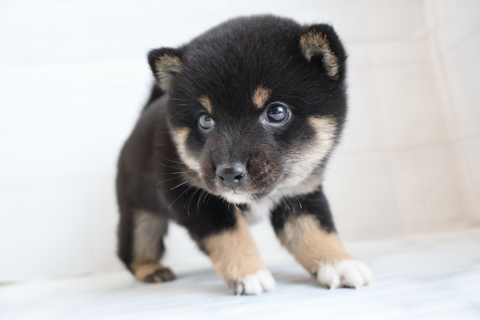 豆柴 黒の子犬｜福岡 |ペッツメイトイオン小郡店