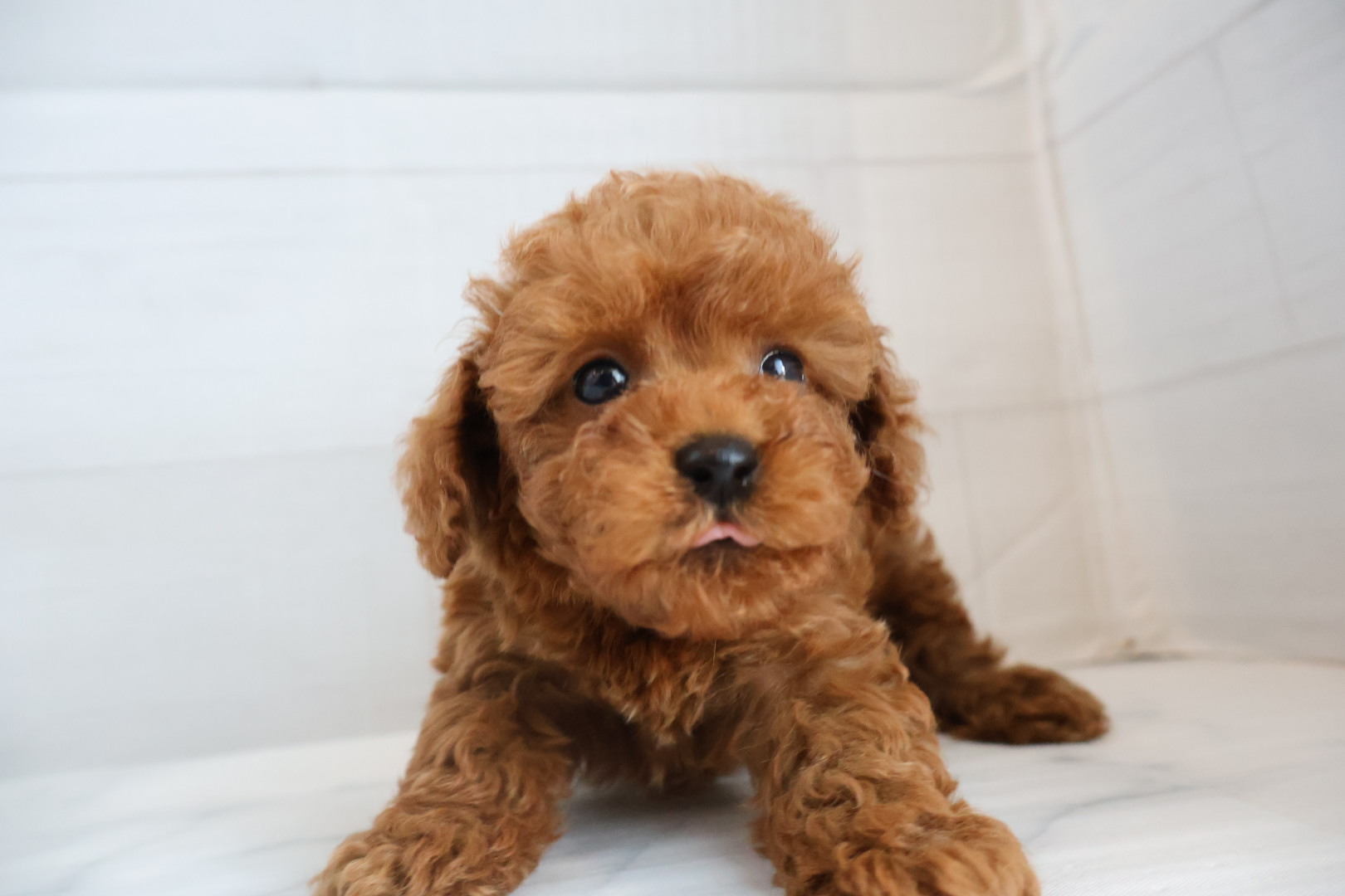 トイプードル レッドの子犬｜佐賀 |ペッツメイト佐賀店