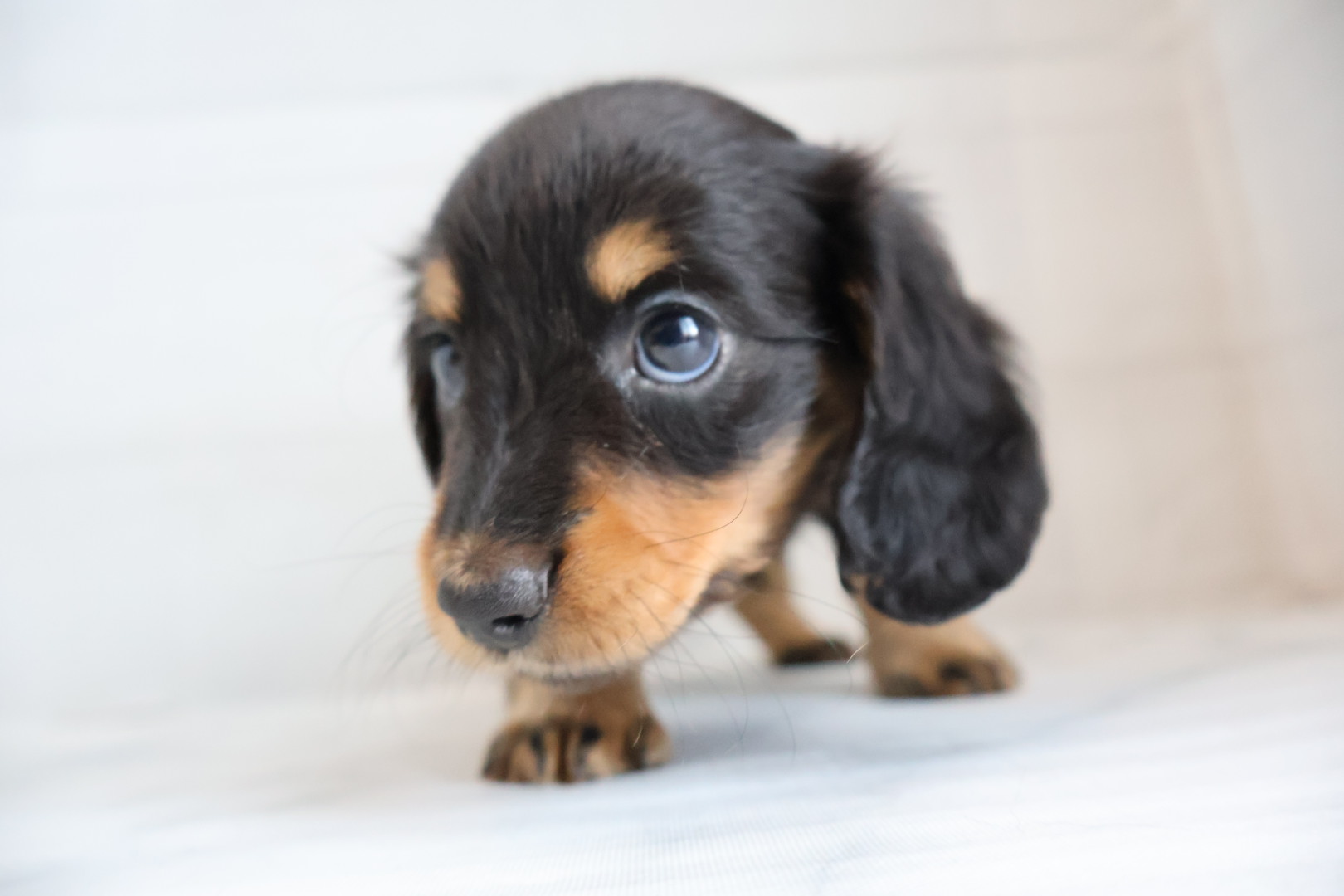 ミニチュアダックスフンド ブラックタンの子犬｜福岡 |ペットアミ甘木店