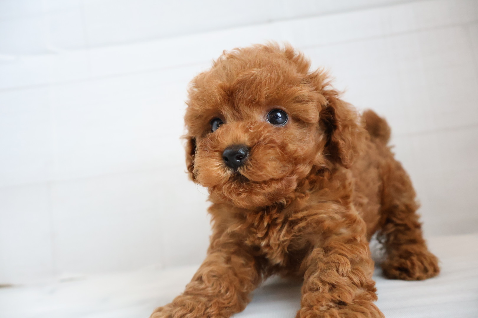 トイプードル レッドの子犬｜佐賀 |ペッツメイト佐賀店
