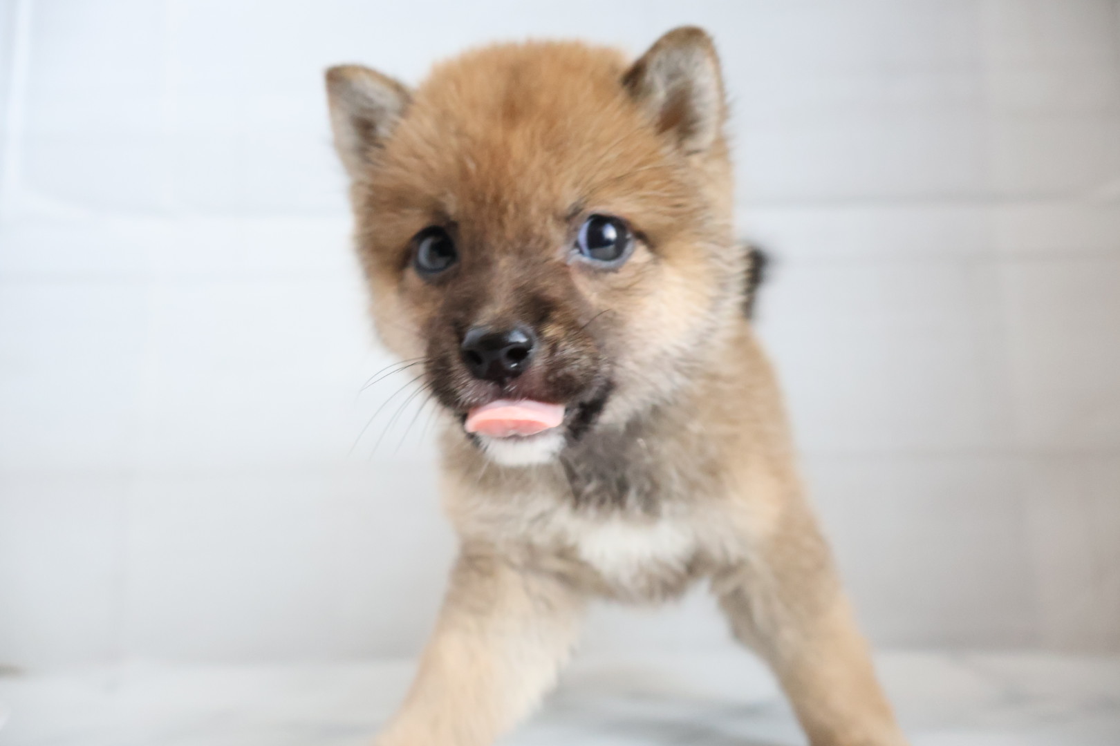 豆柴 赤の子犬｜福岡 | ペッツメイト天神大名店