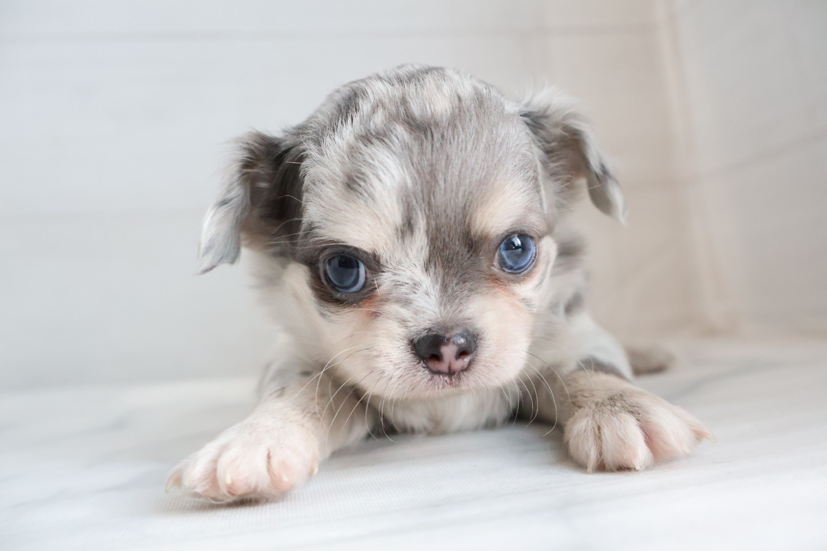 ロングコートチワワ ブルーマールの子犬｜福岡 |ペッツメイトイオン乙金店
