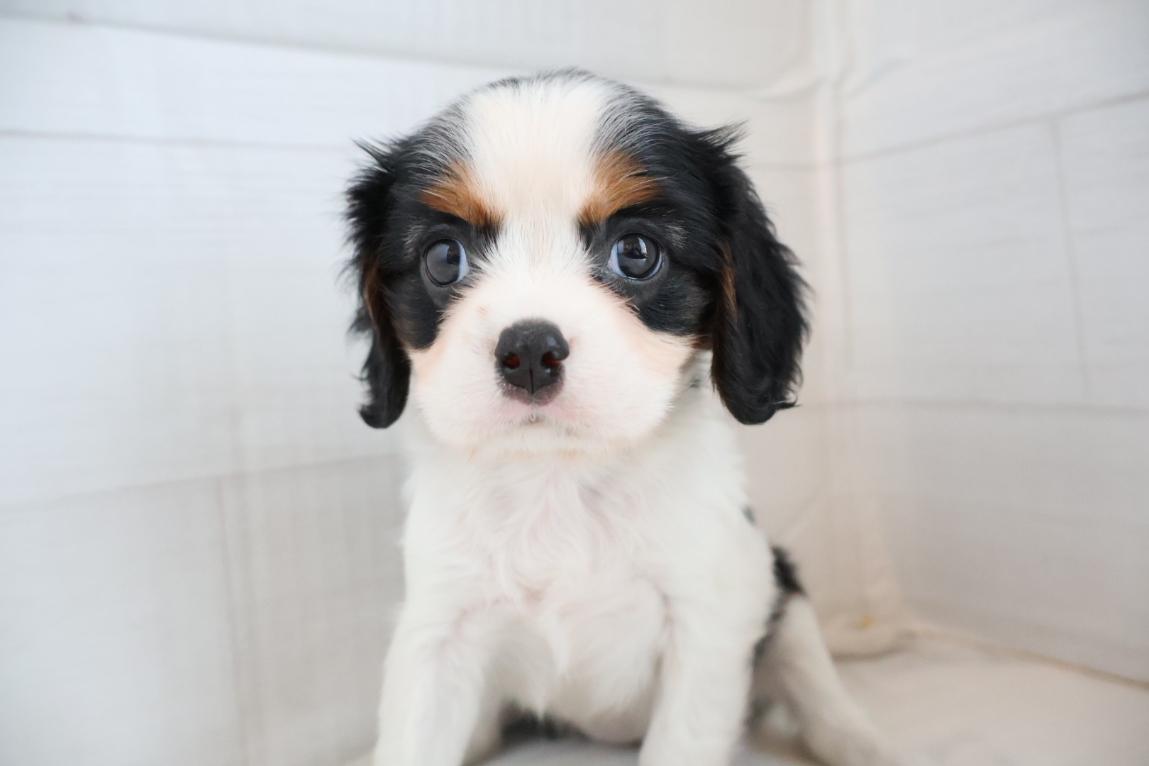 キャバリア・キングチャールズ・スパニエル トライカラーの子犬｜福岡 |ペッツメイトイオン小郡店