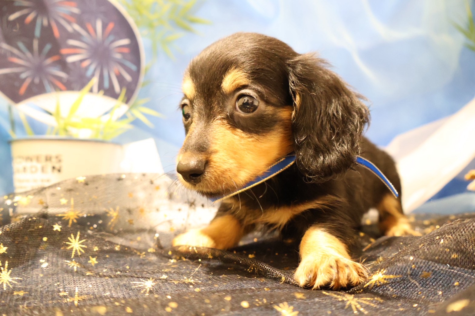ミニチュアダックスフンド ブラックタンの子犬｜福岡 | ペッツメイト天神大名店