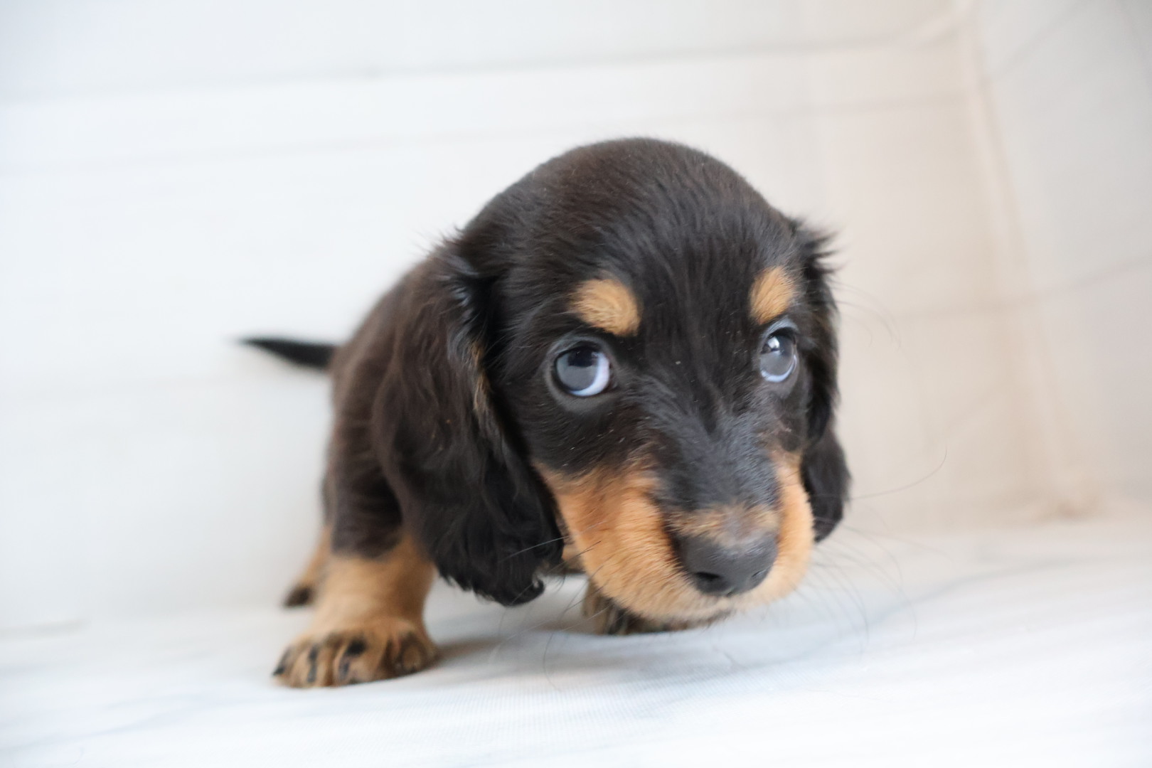 ミニチュアダックスフンド ブラックタンの子犬｜福岡 |ペットアミ甘木店