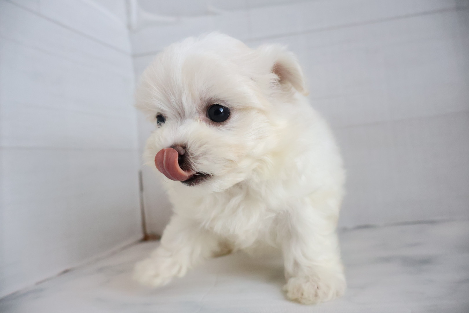 マルチーズ ホワイトの子犬｜佐賀 | ペッツメイトモラージュ佐賀店