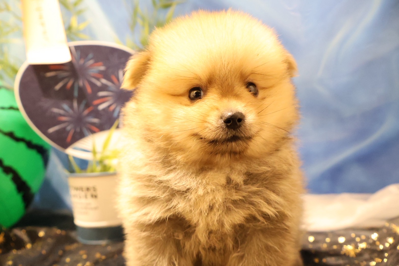 ポメラニアン ウルフセーブルの子犬｜宮崎 | ペッツメイト宮交シティ店