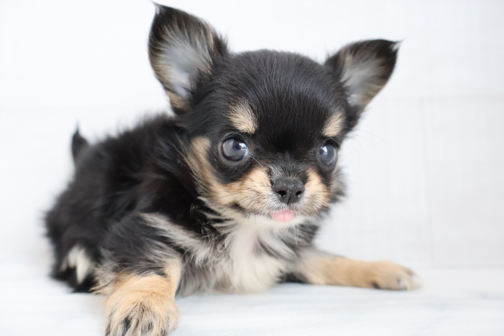 ロングコートチワワ ブラックタンホワイトの子犬｜宮崎 | ペッツメイトイオン都城店
