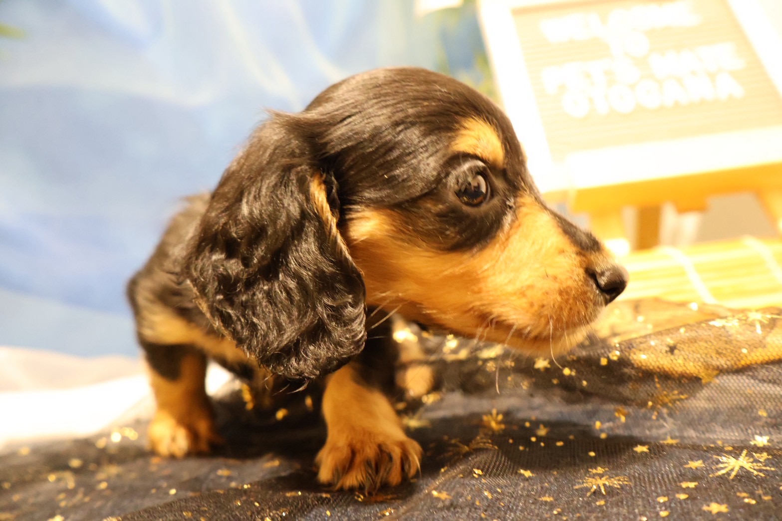 ミニチュアダックスフンド ブラックタンの子犬｜福岡 |ペットアミ須恵店