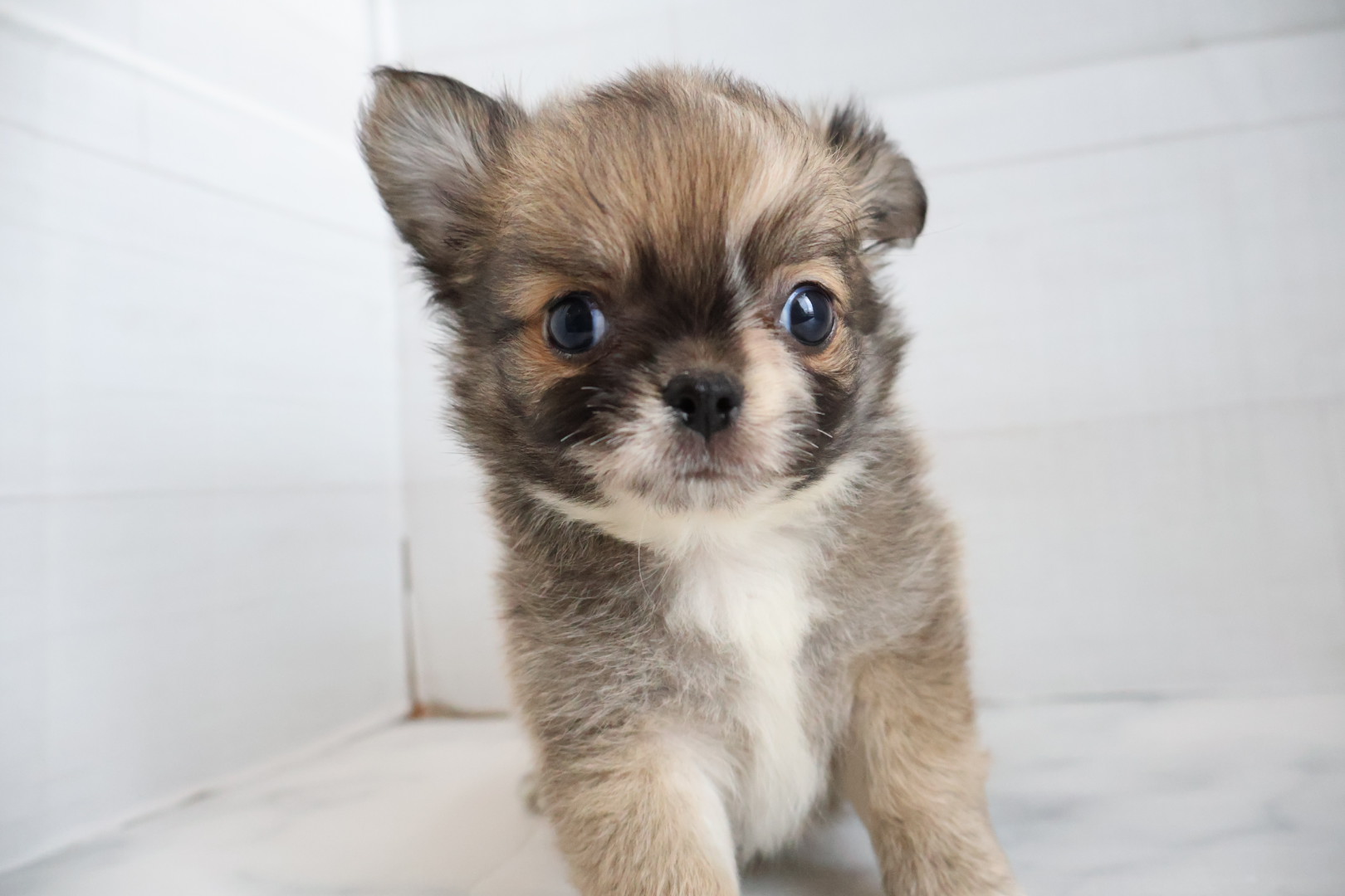 ロングコートチワワ フォーンホワイトの子犬｜福岡 |ペットアミ須恵店