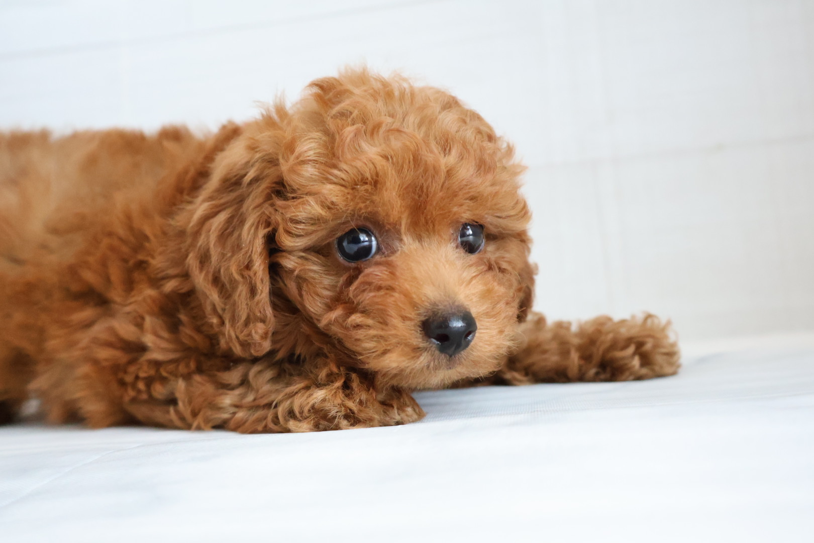 トイプードル レッドの子犬｜福岡 |ペットアミ須恵店