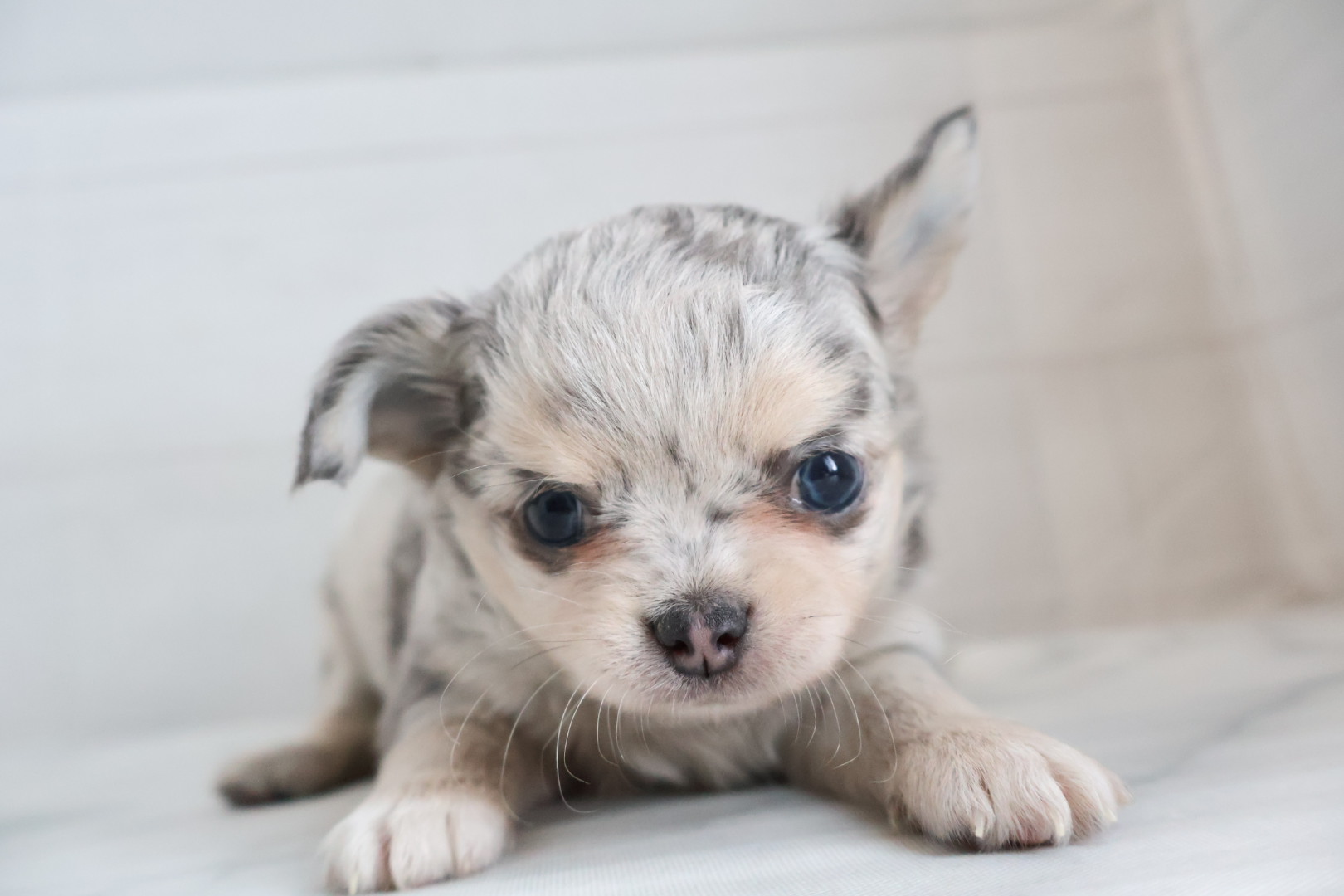 ロングコートチワワ ブルーマールの子犬｜福岡 |ペッツメイトイオン乙金店