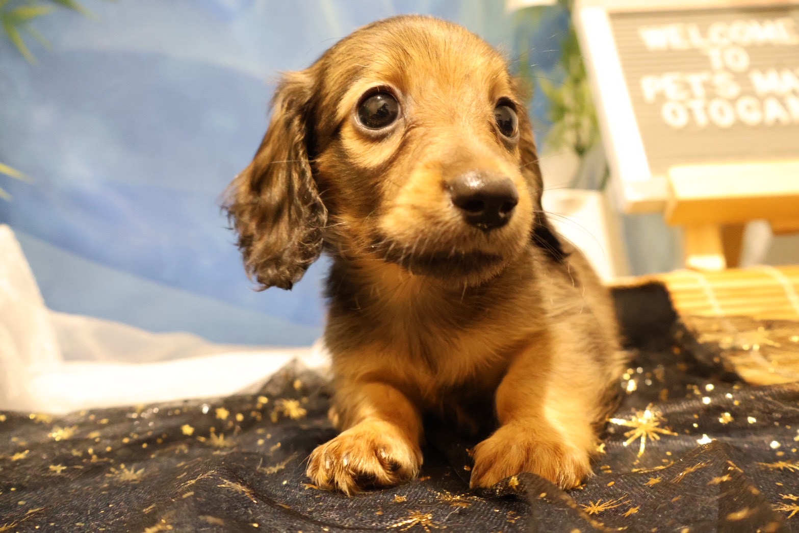 ミニチュアダックスフンド シェーテッドイエローの子犬｜福岡 |ペットアミ甘木店