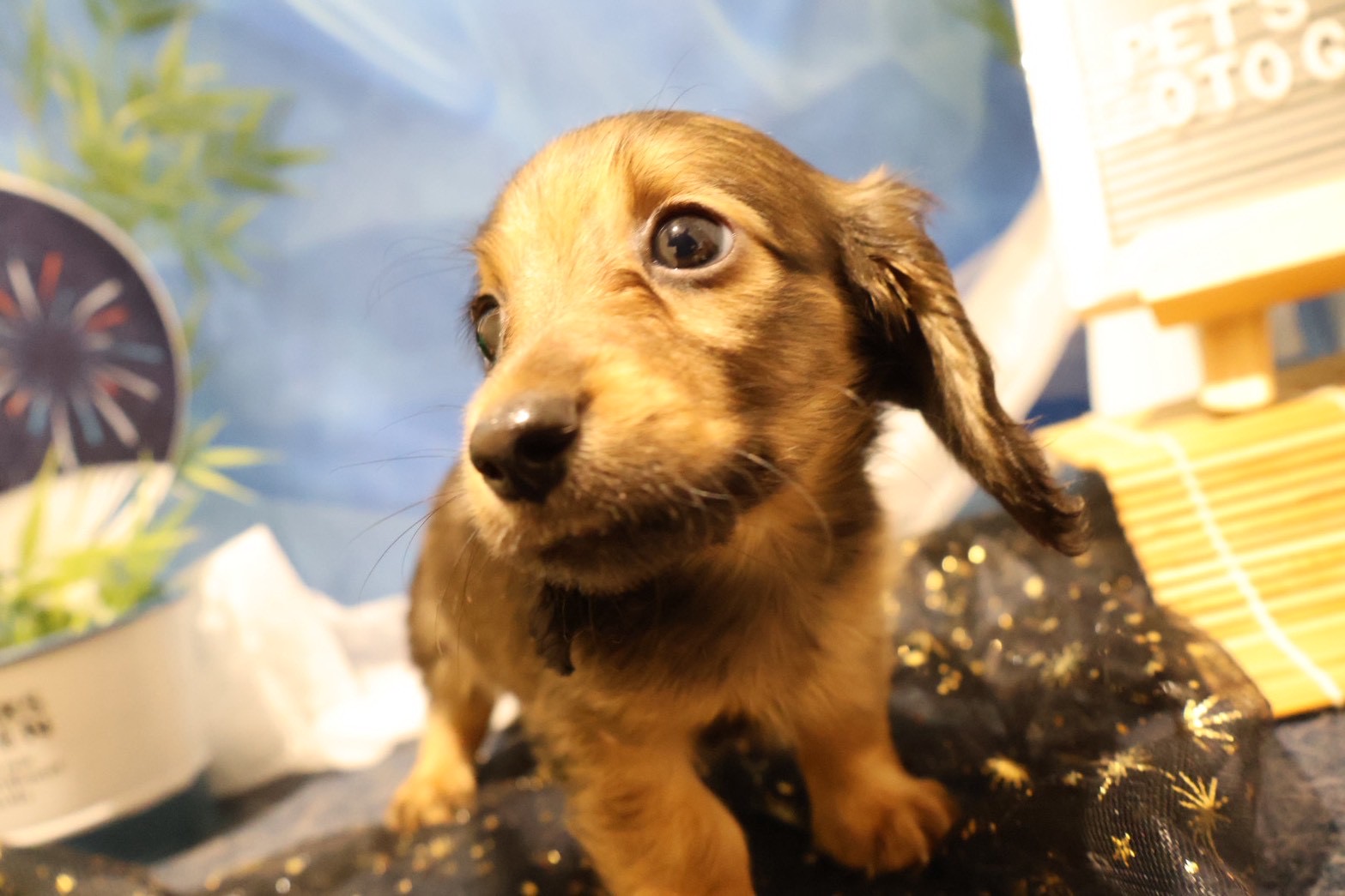 ミニチュアダックスフンド シェーテッドイエローの子犬｜福岡 |ペットアミ甘木店