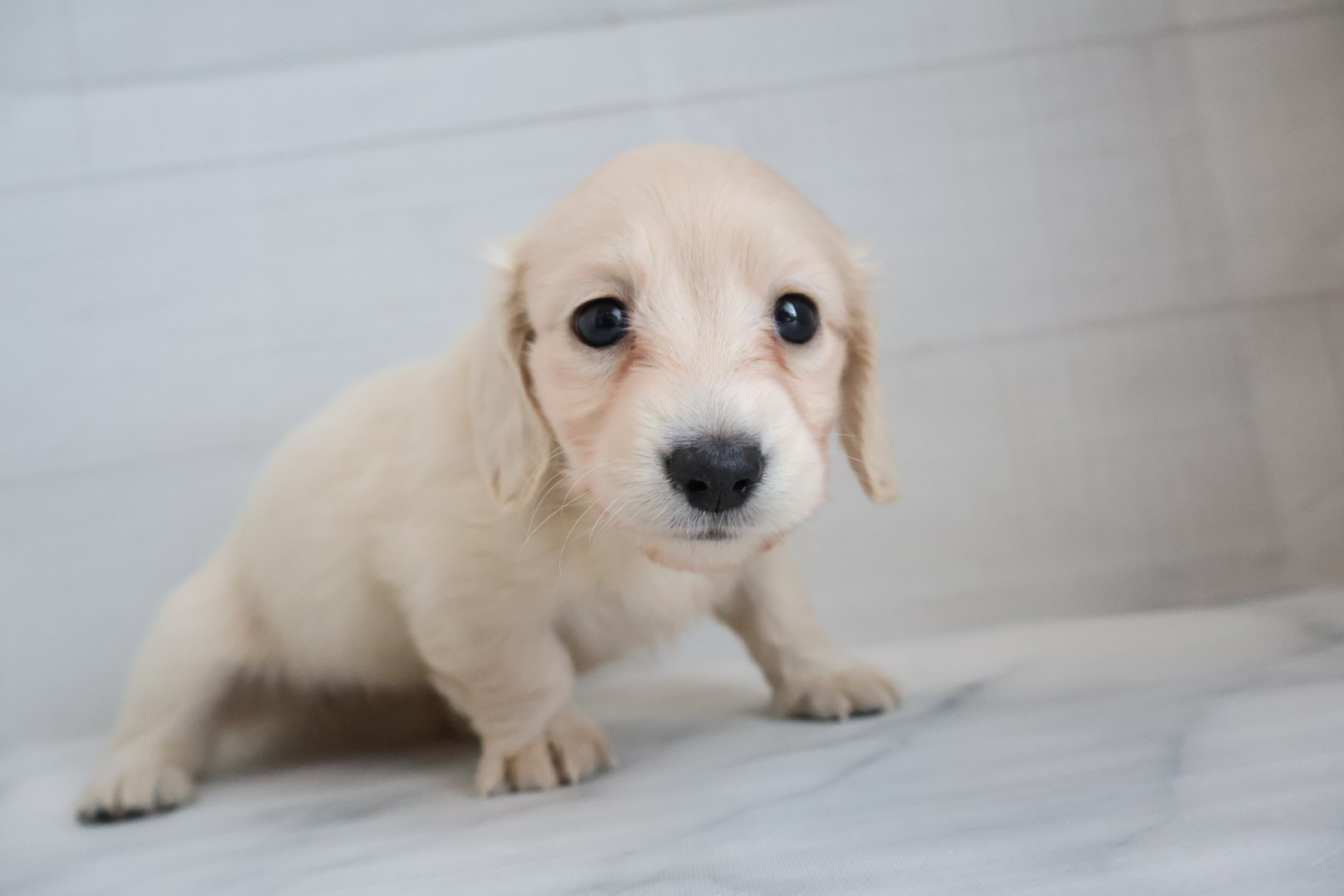 ミニチュアダックスフンド イエローの子犬｜宮崎 | ペッツメイト宮交シティ店